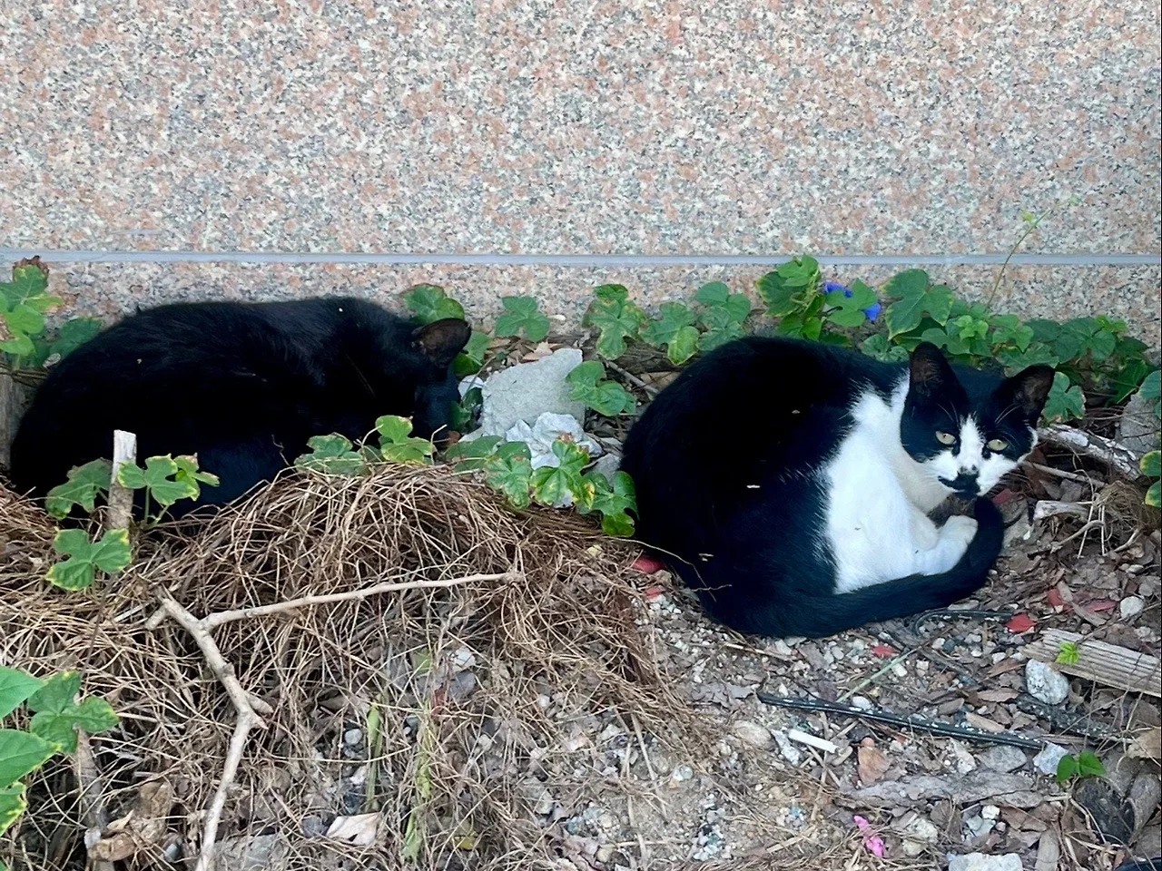 output%EF%BC%BF3929004258.jpg?type=w1600