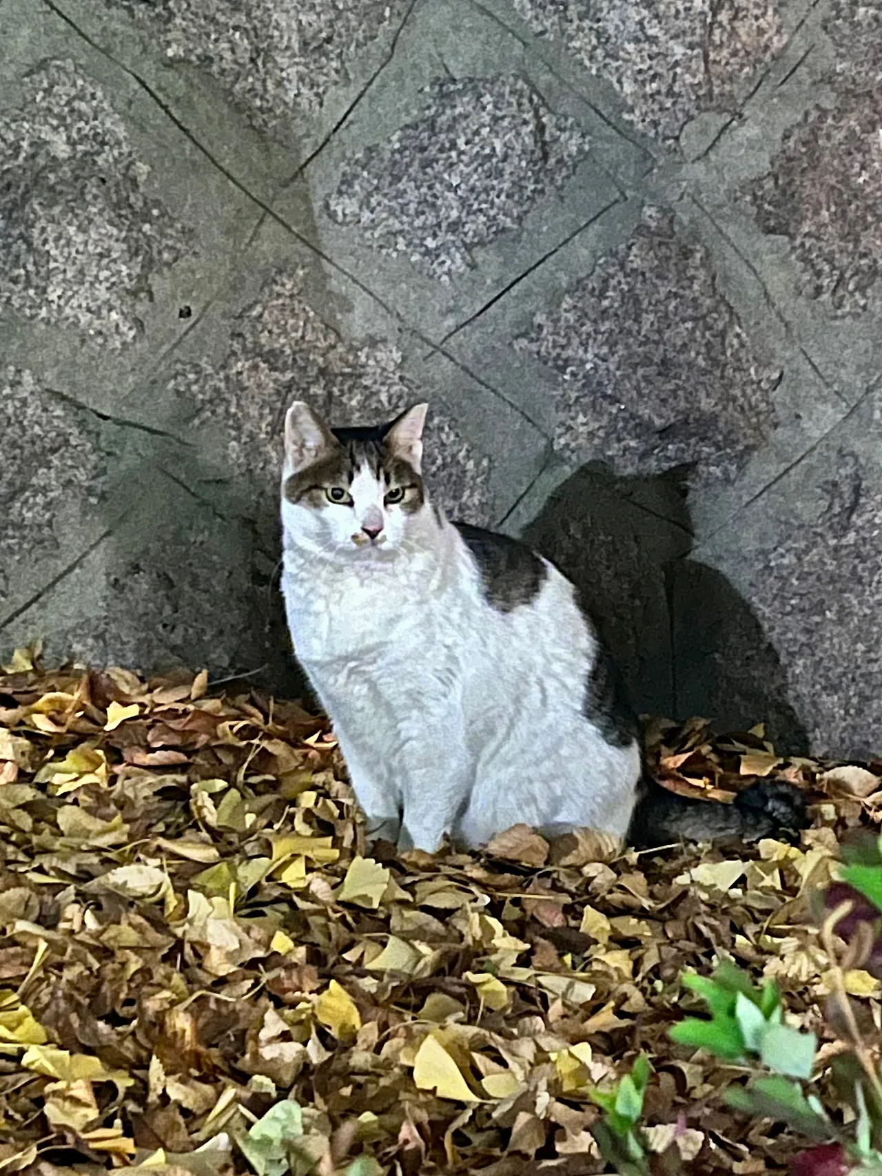 IMG%EF%BC%BF5752.jpg?type=w1600