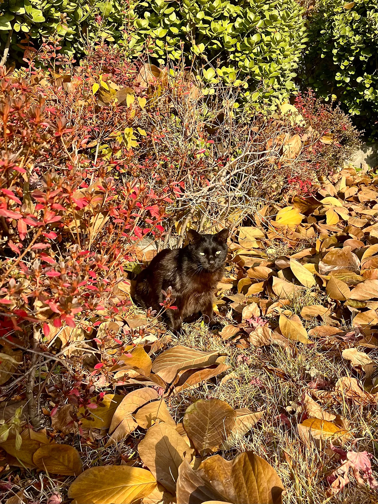 IMG%EF%BC%BF8665.jpg?type=w1600