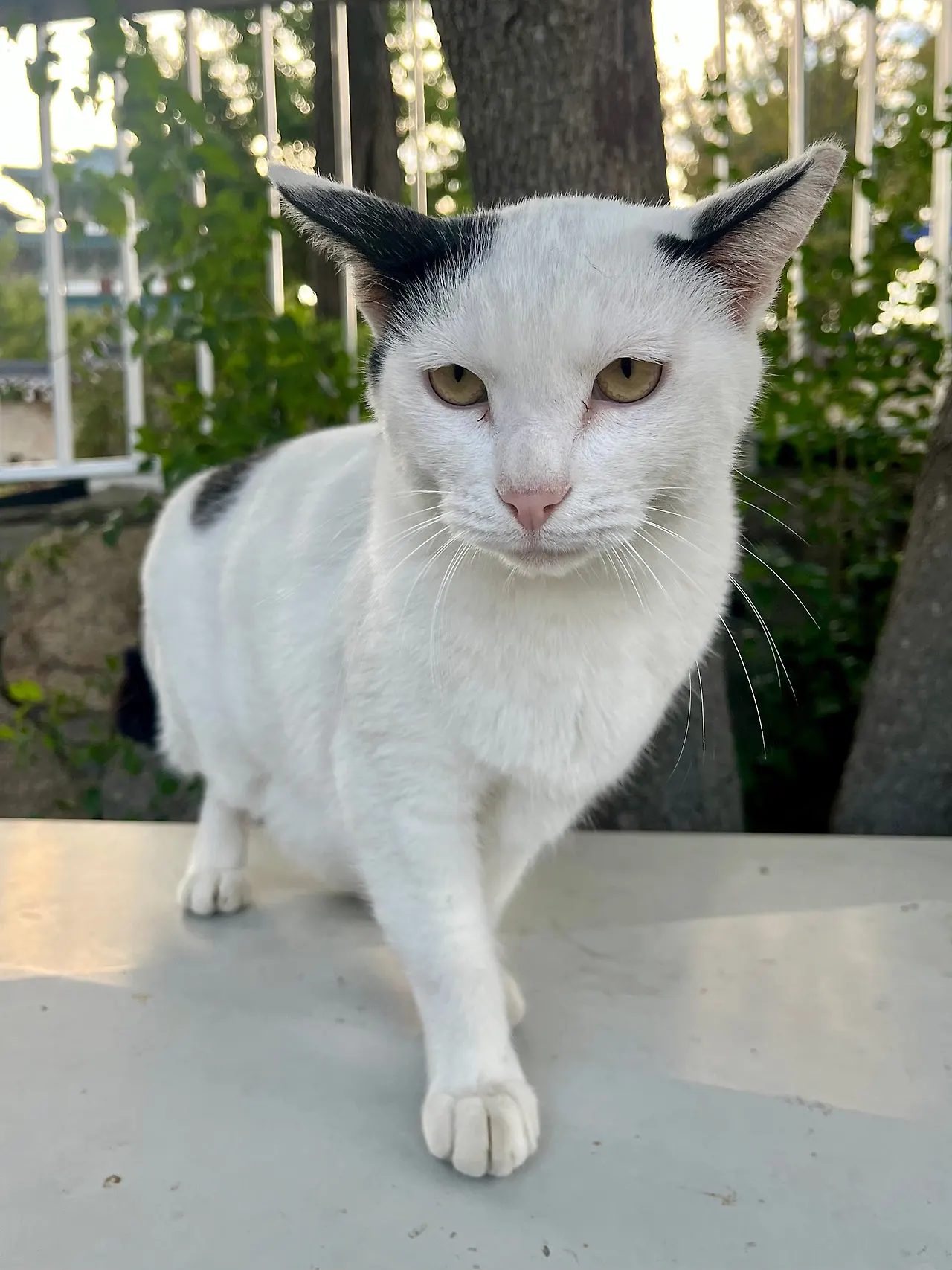 IMG%EF%BC%BF1904.jpg?type=w1600