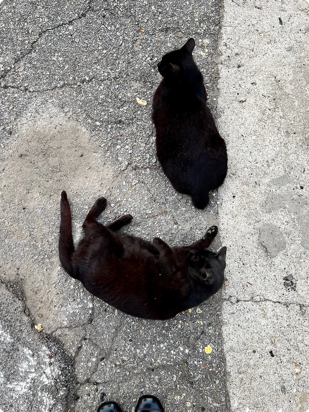 IMG_4596.jpg?type=w1600