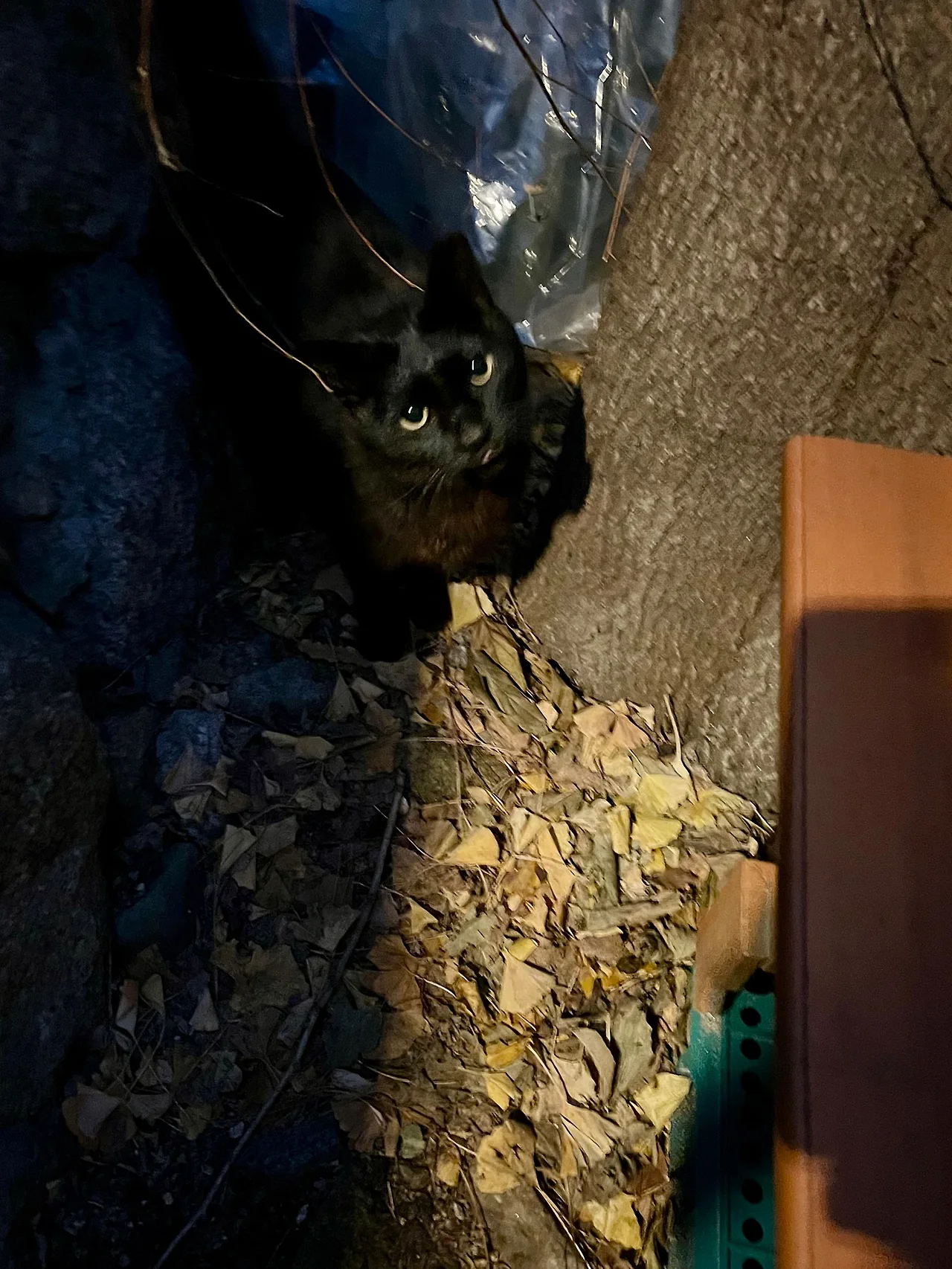 IMG%EF%BC%BF0086.jpg?type=w1600