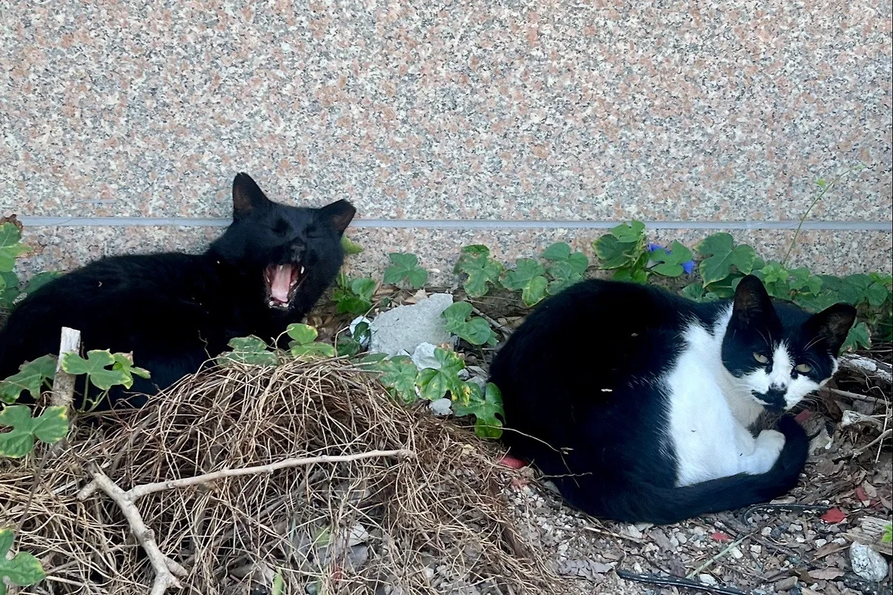 output%EF%BC%BF2415722921.jpg?type=w1600