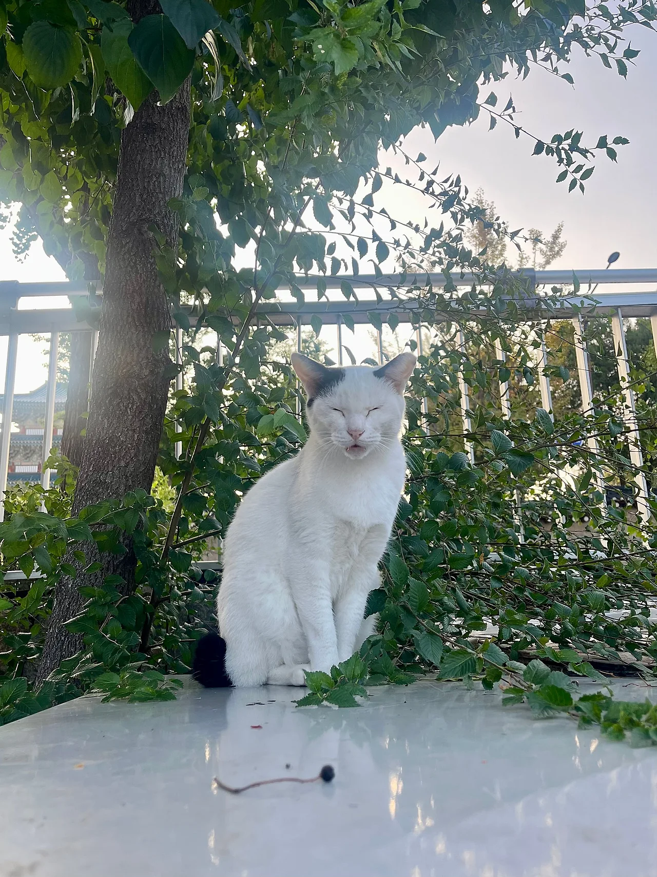 IMG%EF%BC%BF2332.jpg?type=w1600