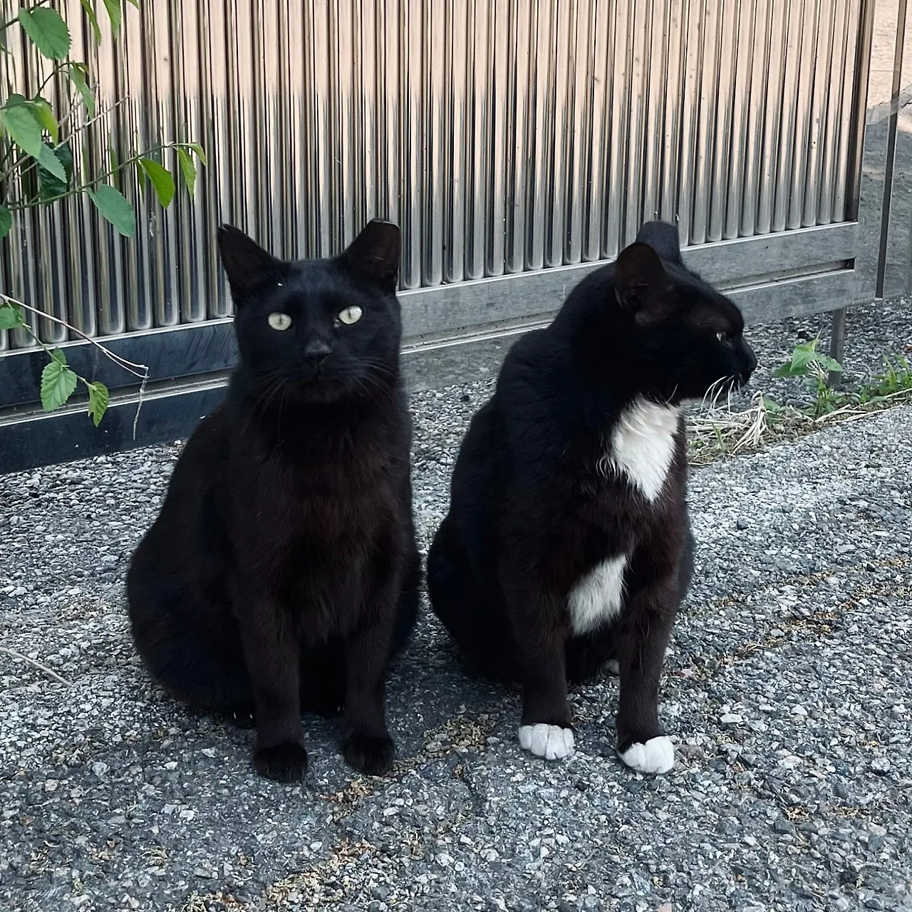 SE-FABF0251-6231-45BF-BBBC-BE4C3F5A704B.jpg?type=w1600