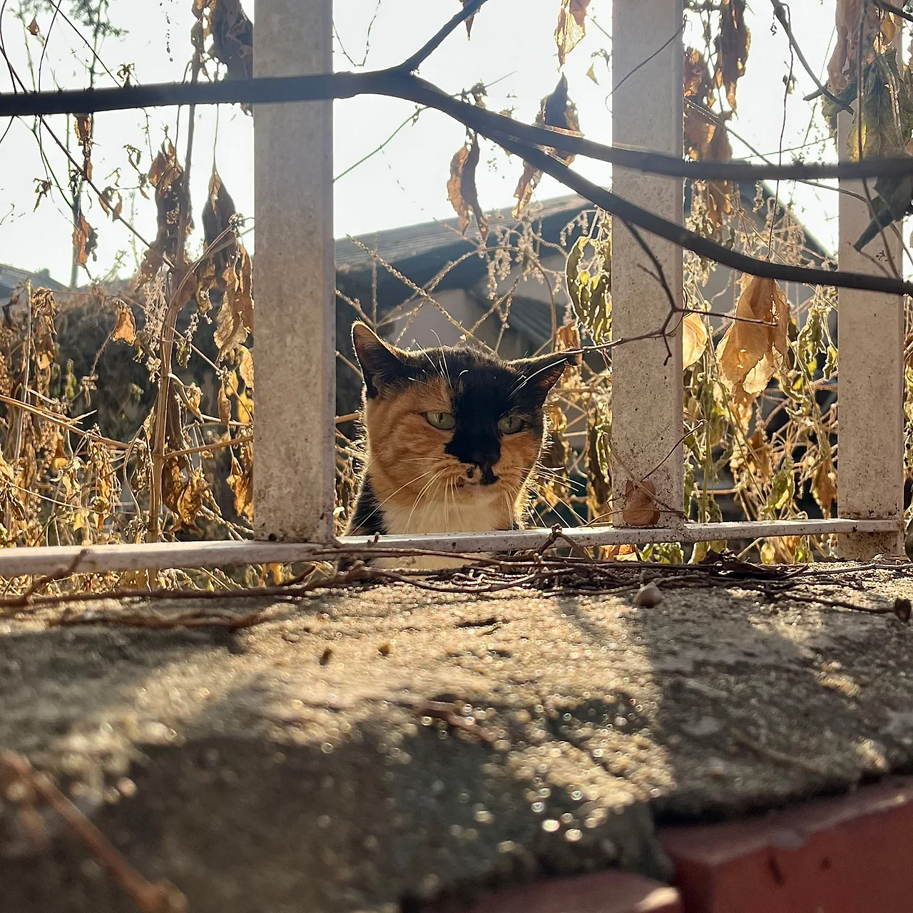 IMG%EF%BC%BF9393.jpg?type=w1600