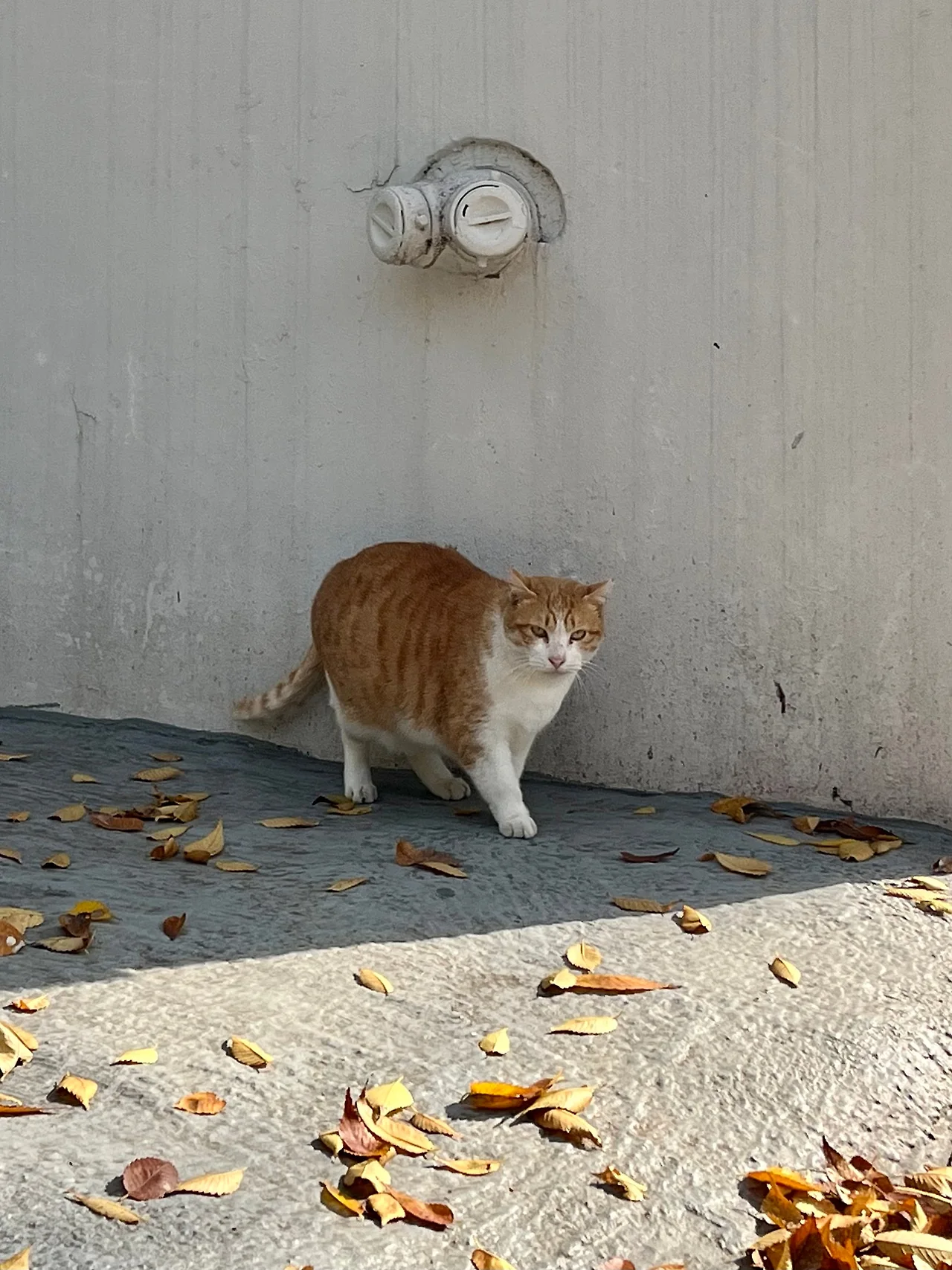 IMG%EF%BC%BF5160.jpg?type=w1600