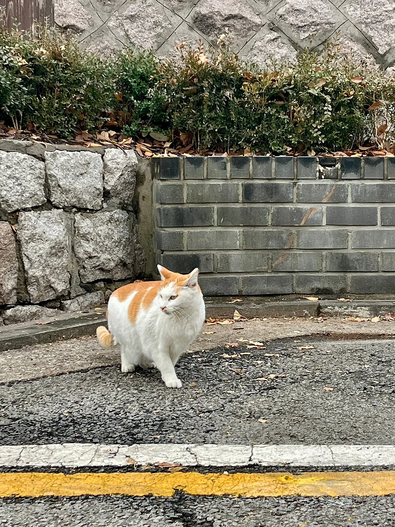 IMG%EF%BC%BF9288.jpg?type=w1600