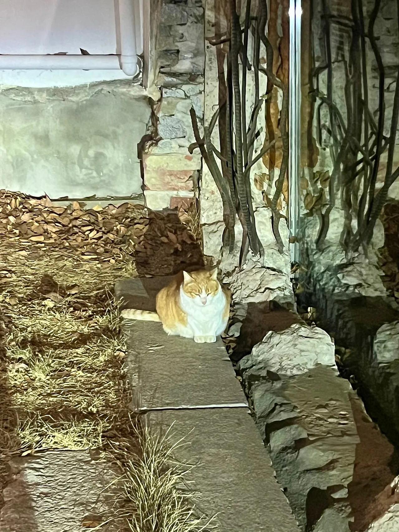 IMG%EF%BC%BF0890.jpg?type=w1600