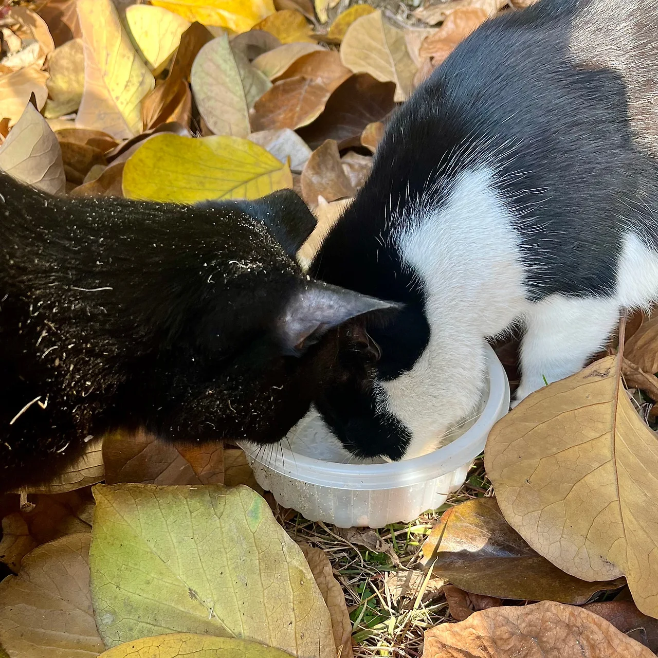 IMG%EF%BC%BF8675.jpg?type=w1600