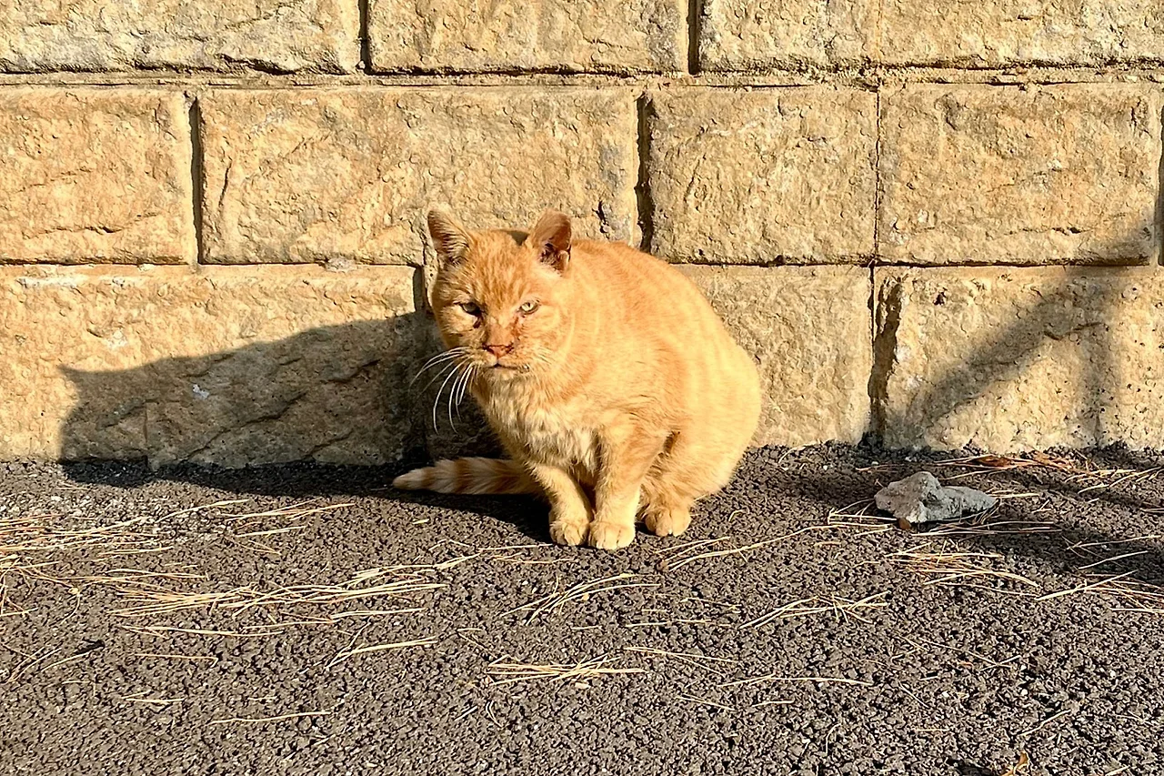 SE-FB852E65-C3B7-476F-8EF2-93F57E15C30C.jpg?type=w1600