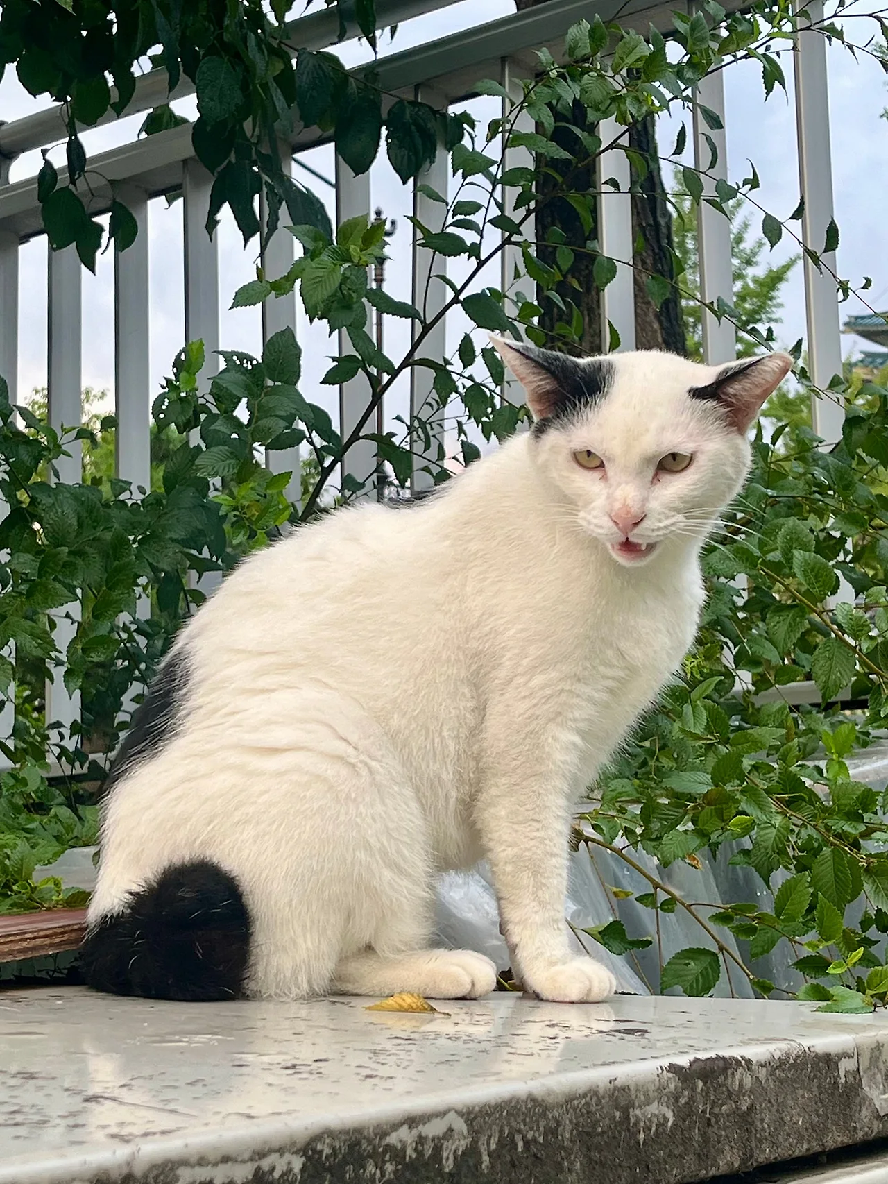 IMG%EF%BC%BF0786.jpg?type=w1600