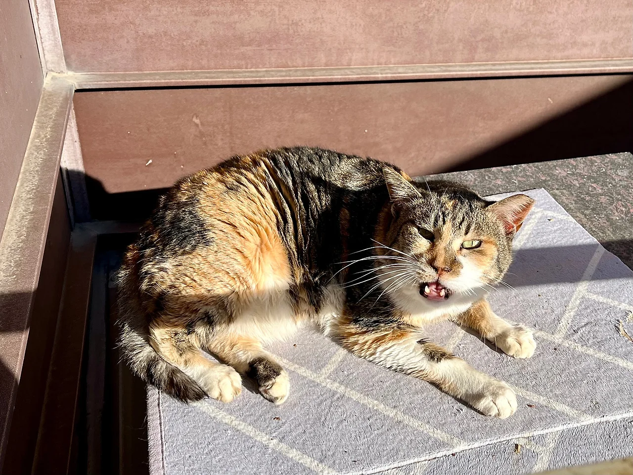 IMG%EF%BC%BF1031.jpg?type=w1600