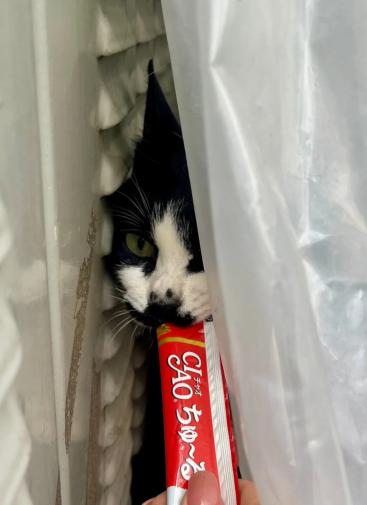 IMG%EF%BC%BF2771.jpg?type=w1600