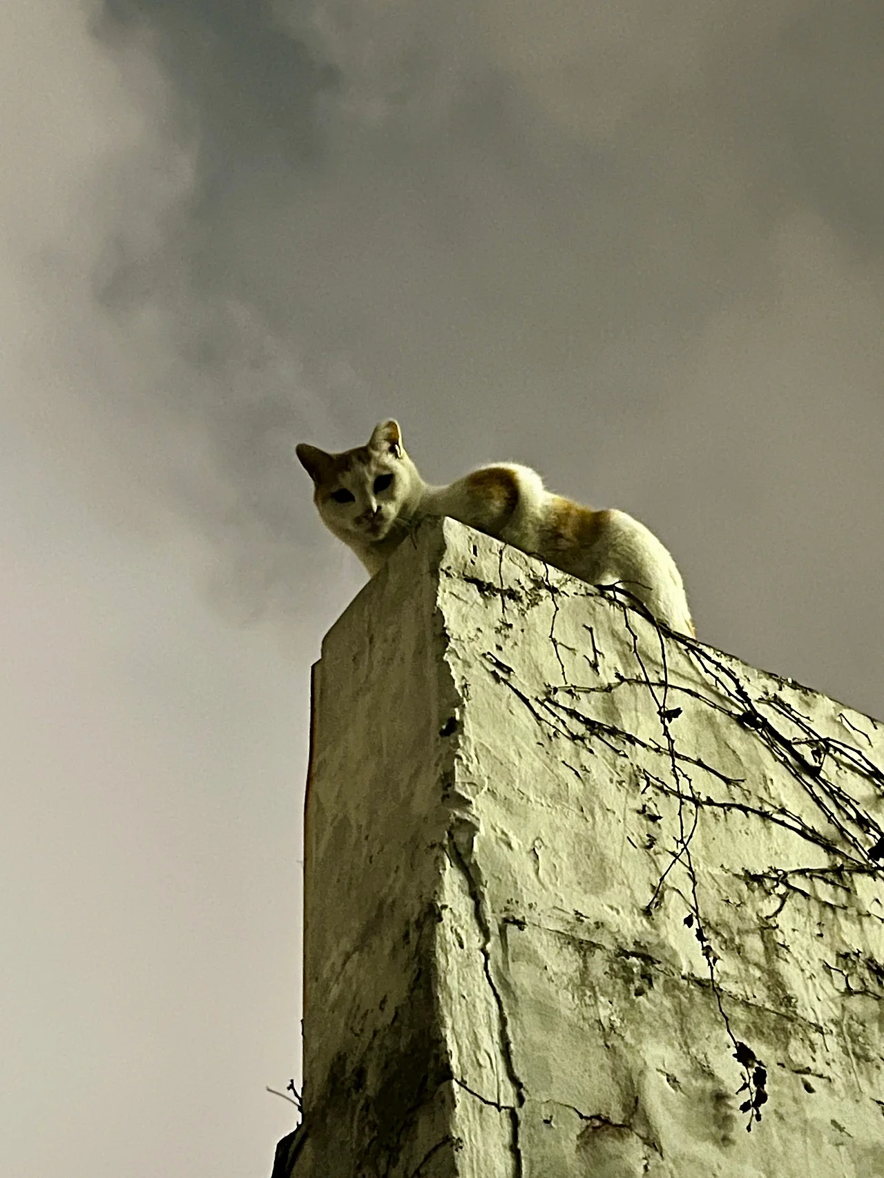 IMG%EF%BC%BF9047.jpg?type=w1600