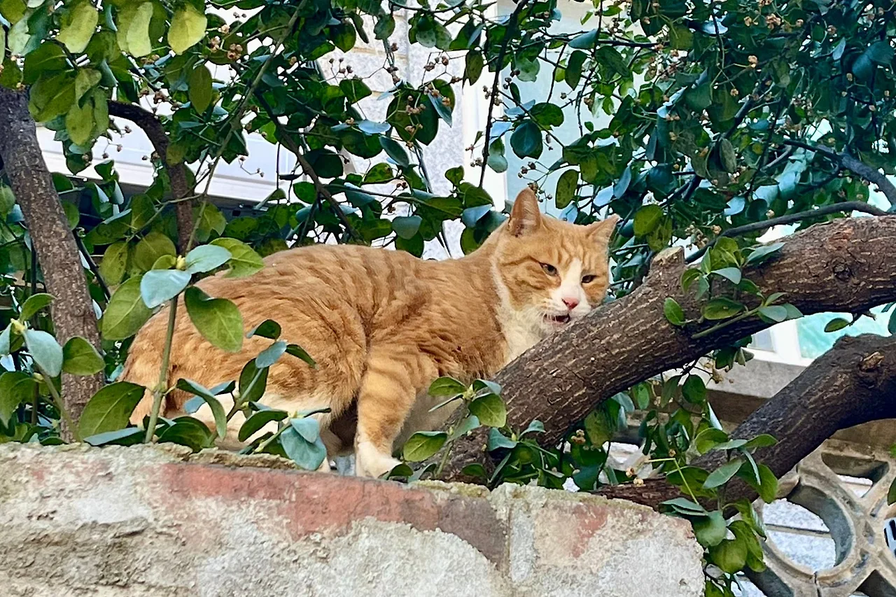 SE-7F01F2B4-3969-47D8-B637-8765CFBA8F16.jpg?type=w1600