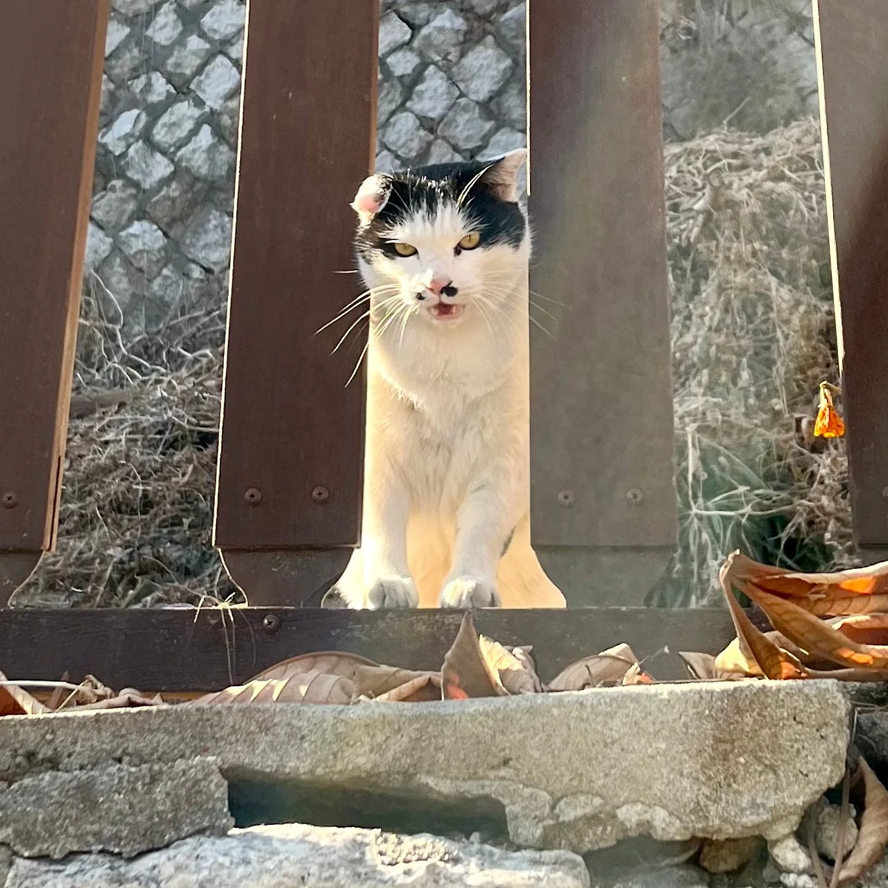 SE-77396A92-6F03-4DAC-8AD9-A8A702500FDD.jpg?type=w1600