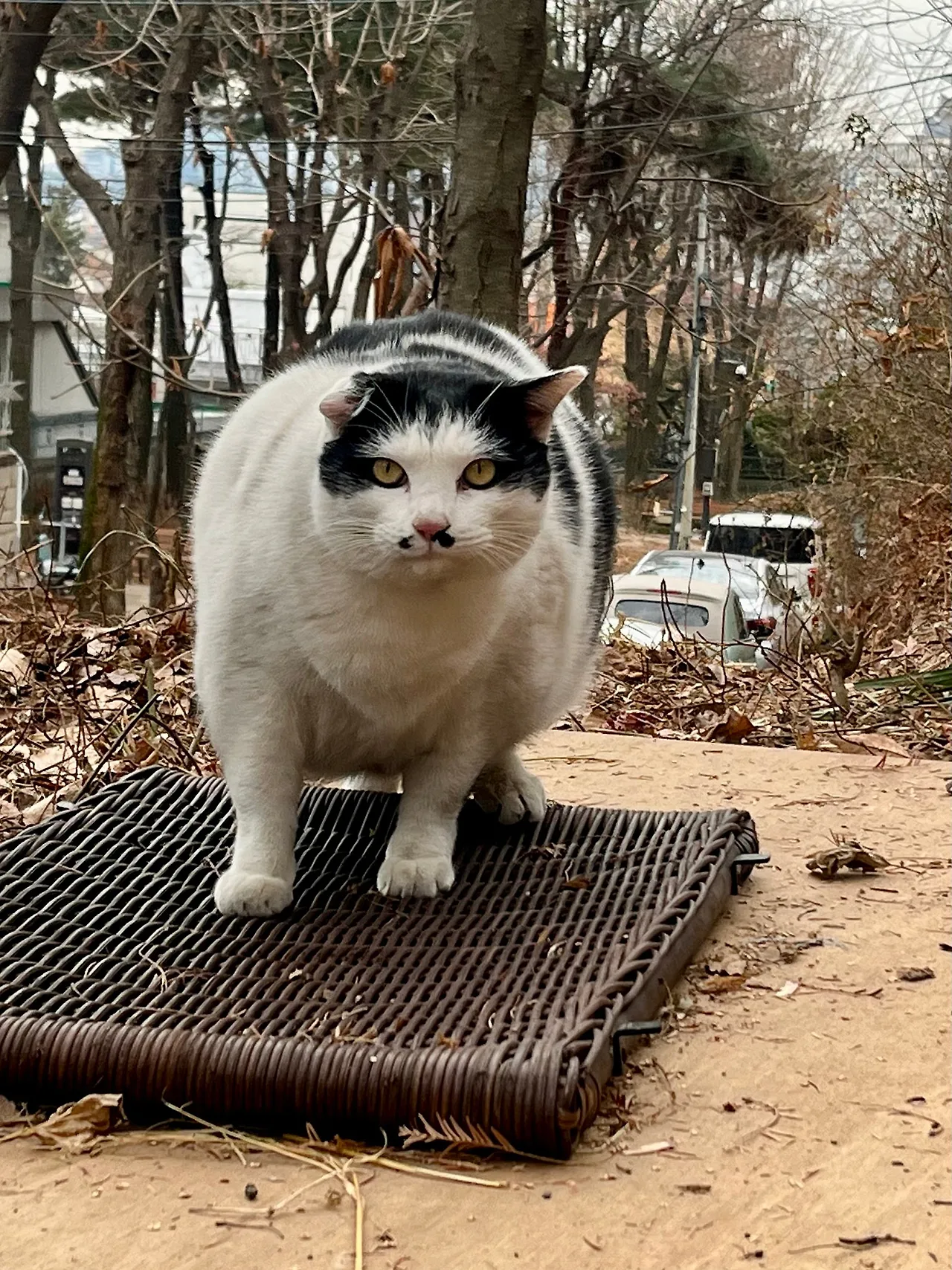 IMG%EF%BC%BF1233.jpg?type=w1600