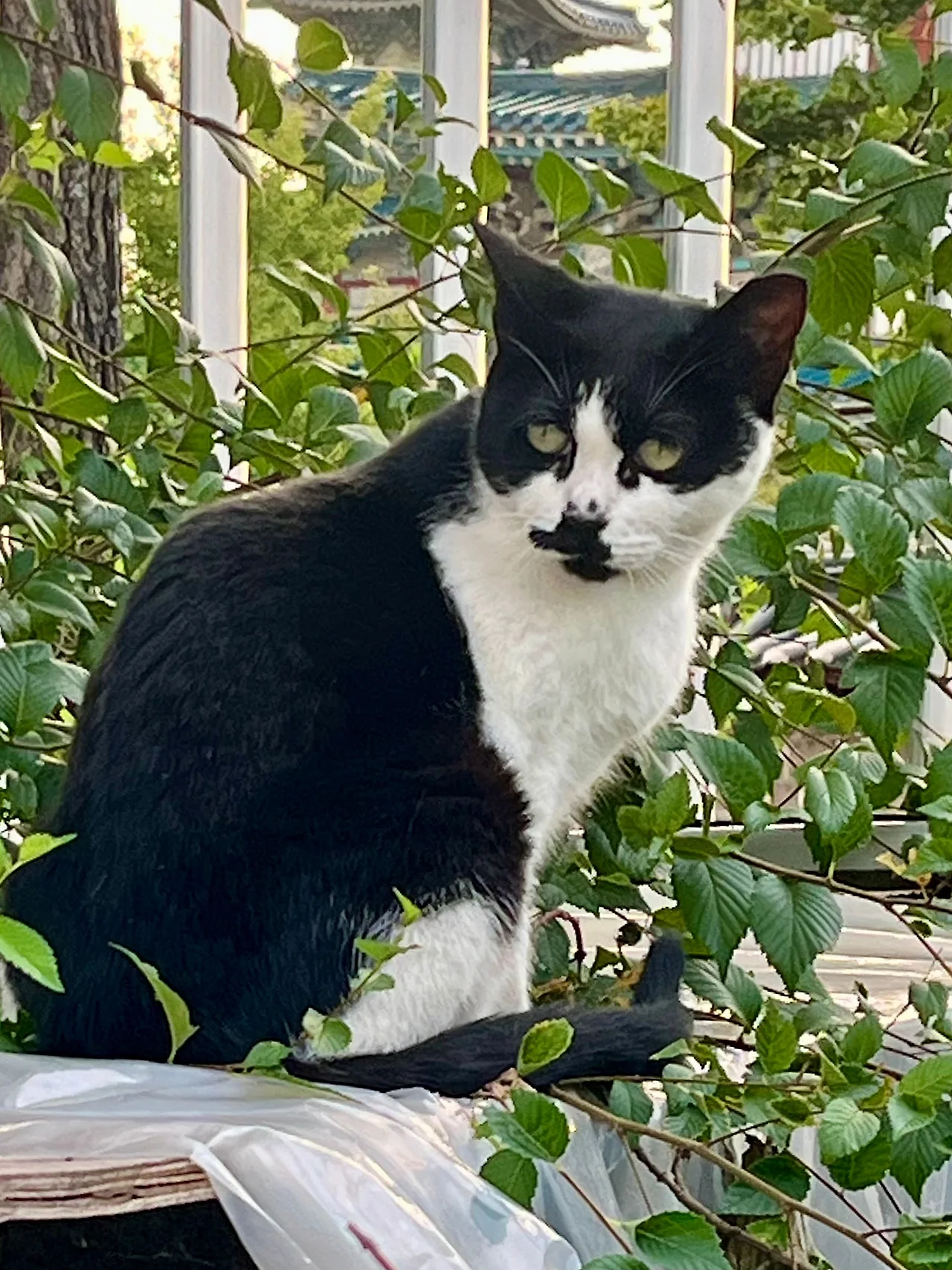 IMG%EF%BC%BF1606.jpg?type=w1600