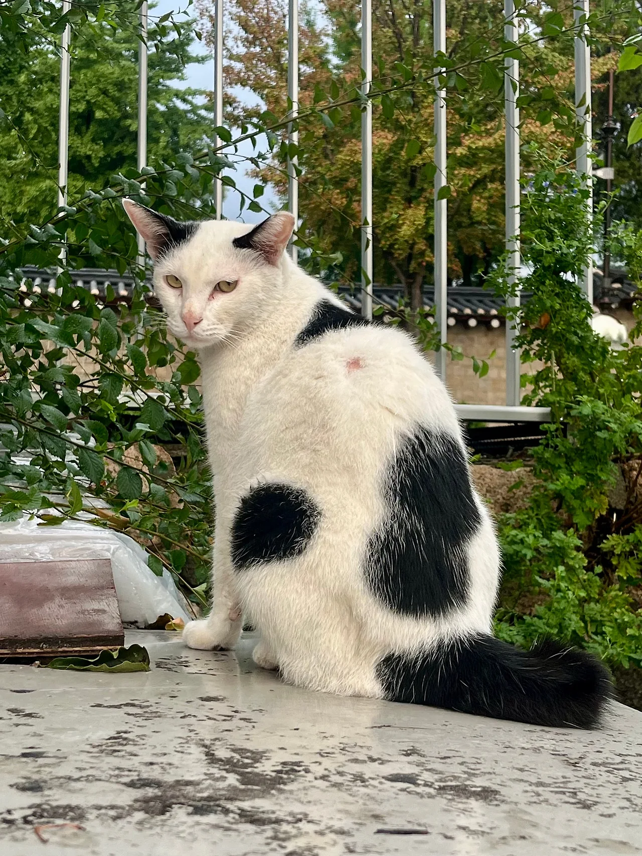 IMG%EF%BC%BF0775.jpg?type=w1600