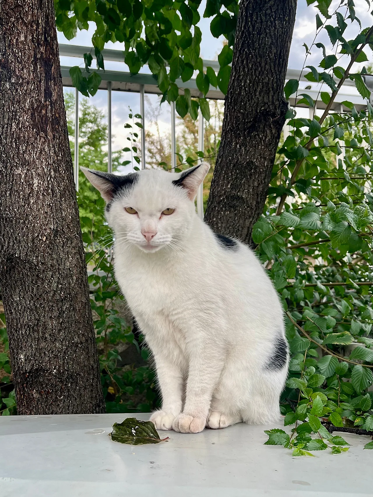 IMG%EF%BC%BF1632.jpg?type=w1600