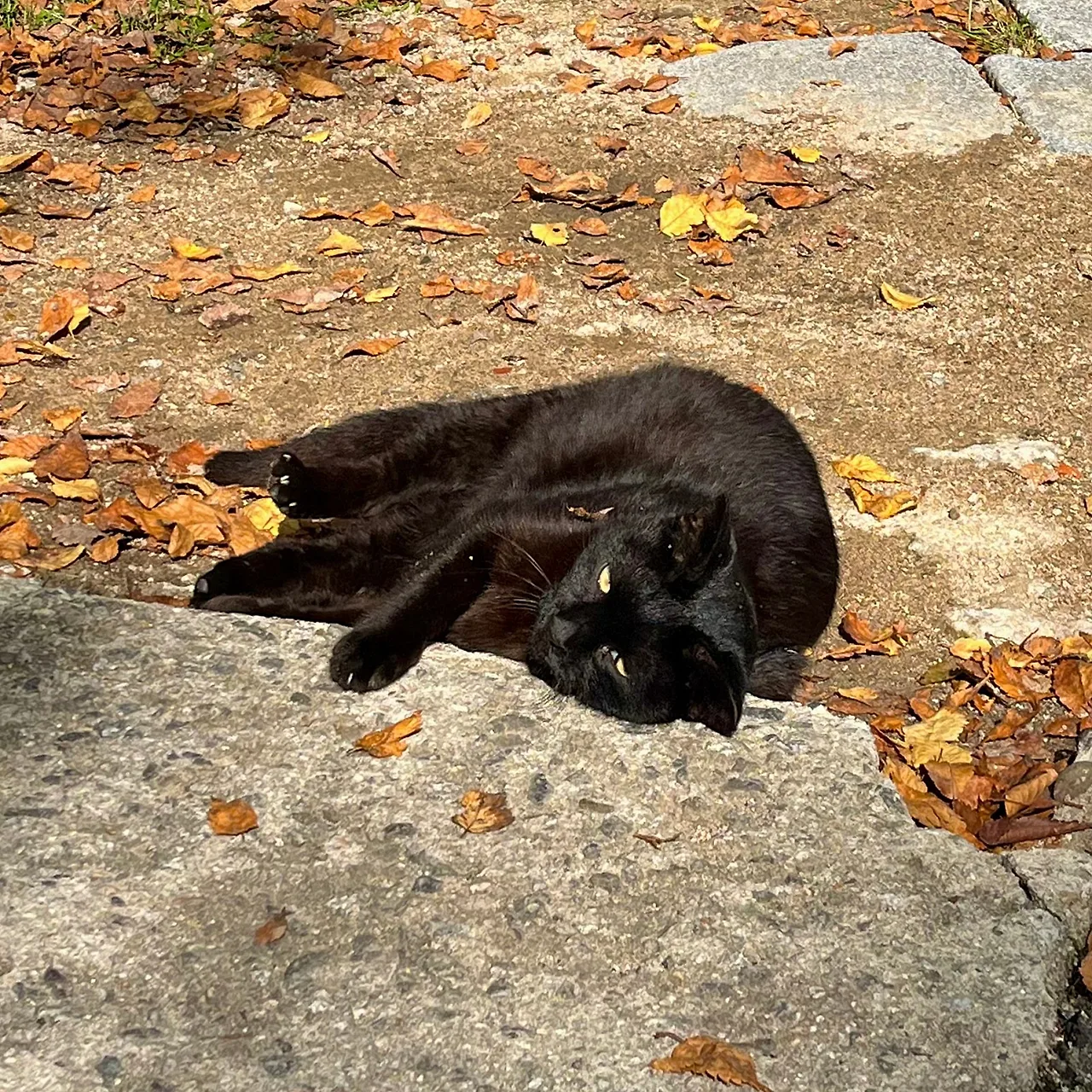 IMG%EF%BC%BF3266.jpg?type=w1600