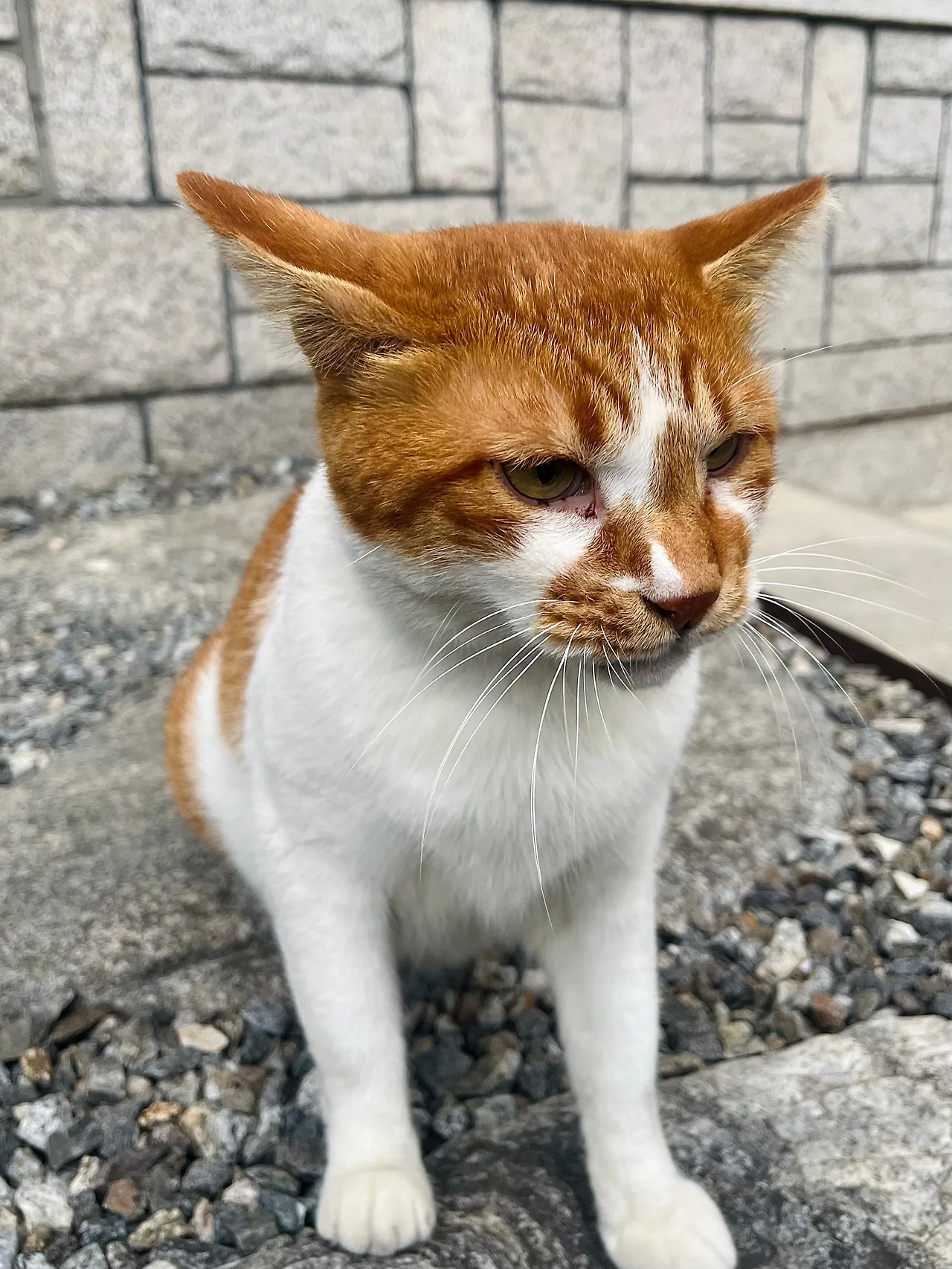 IMG%EF%BC%BF0694.jpg?type=w1600