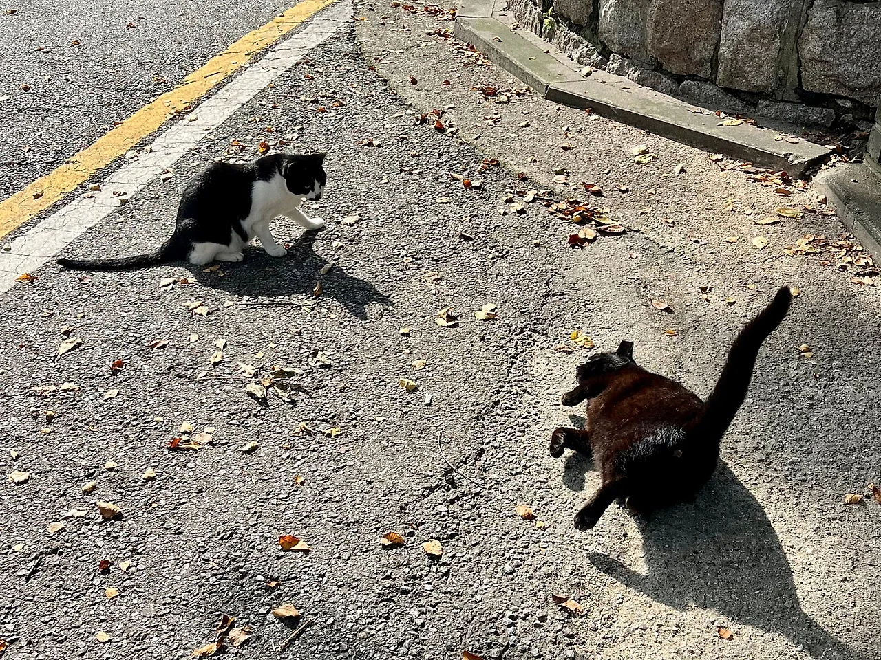 SE-69E27B6B-3233-4BF2-99E6-F75FBC32A51F.jpg?type=w1600