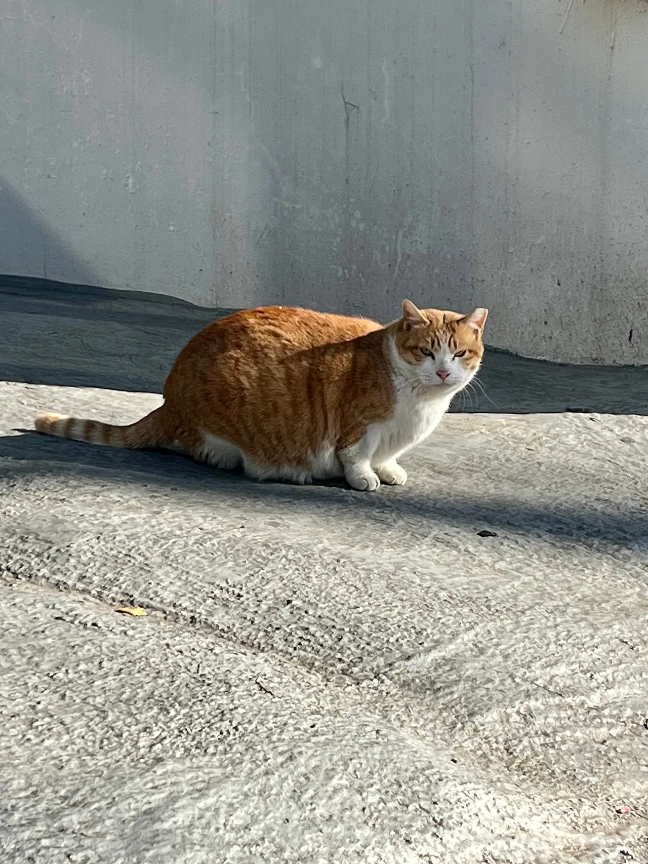 IMG%EF%BC%BF8719.jpg?type=w1600