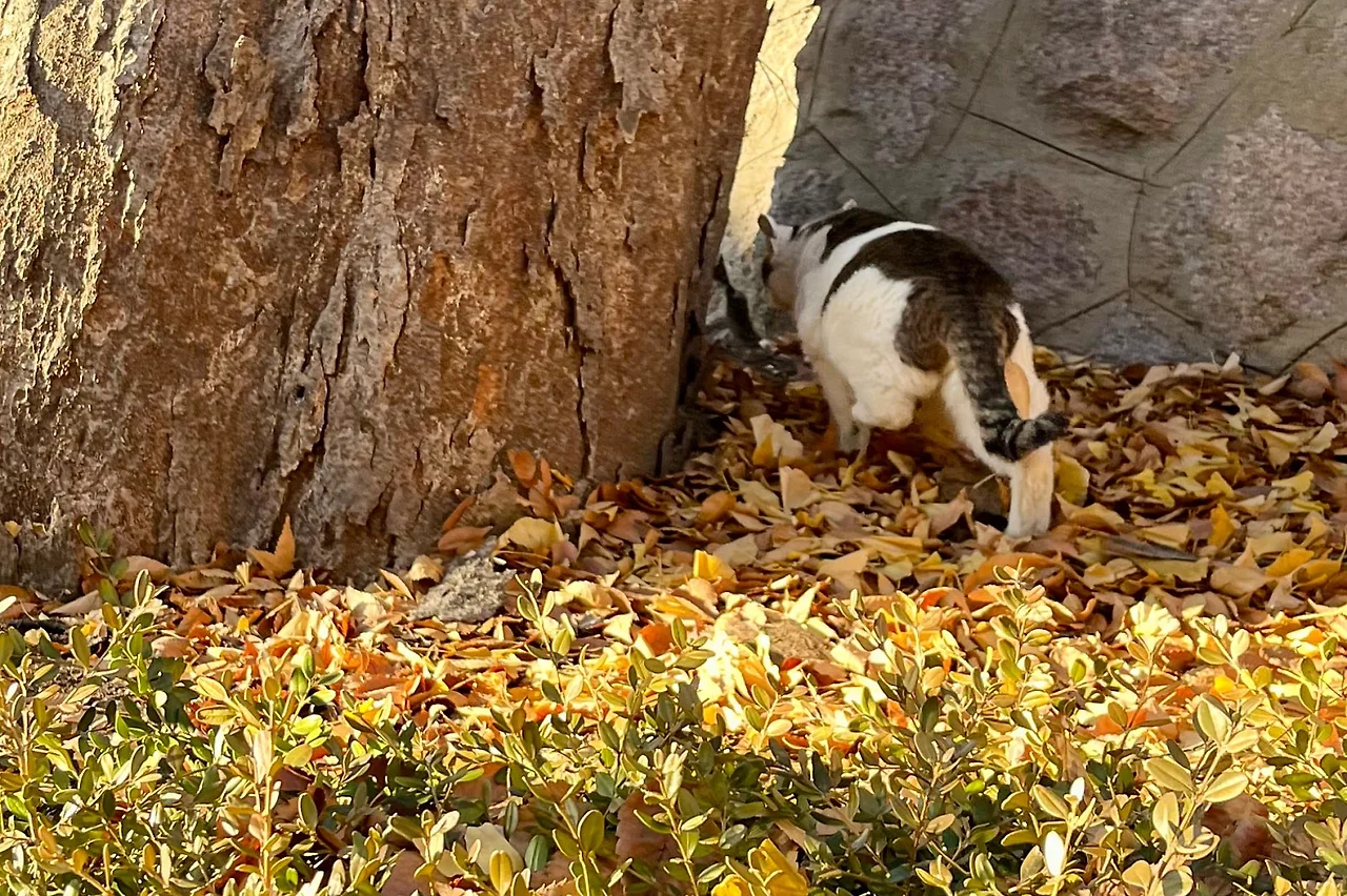 SE-6A8A8652-01DB-4A23-BAB2-2AFE3A76C5B7.jpg?type=w1600