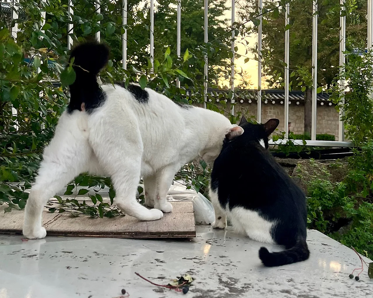 IMG%EF%BC%BF1585.jpg?type=w1600