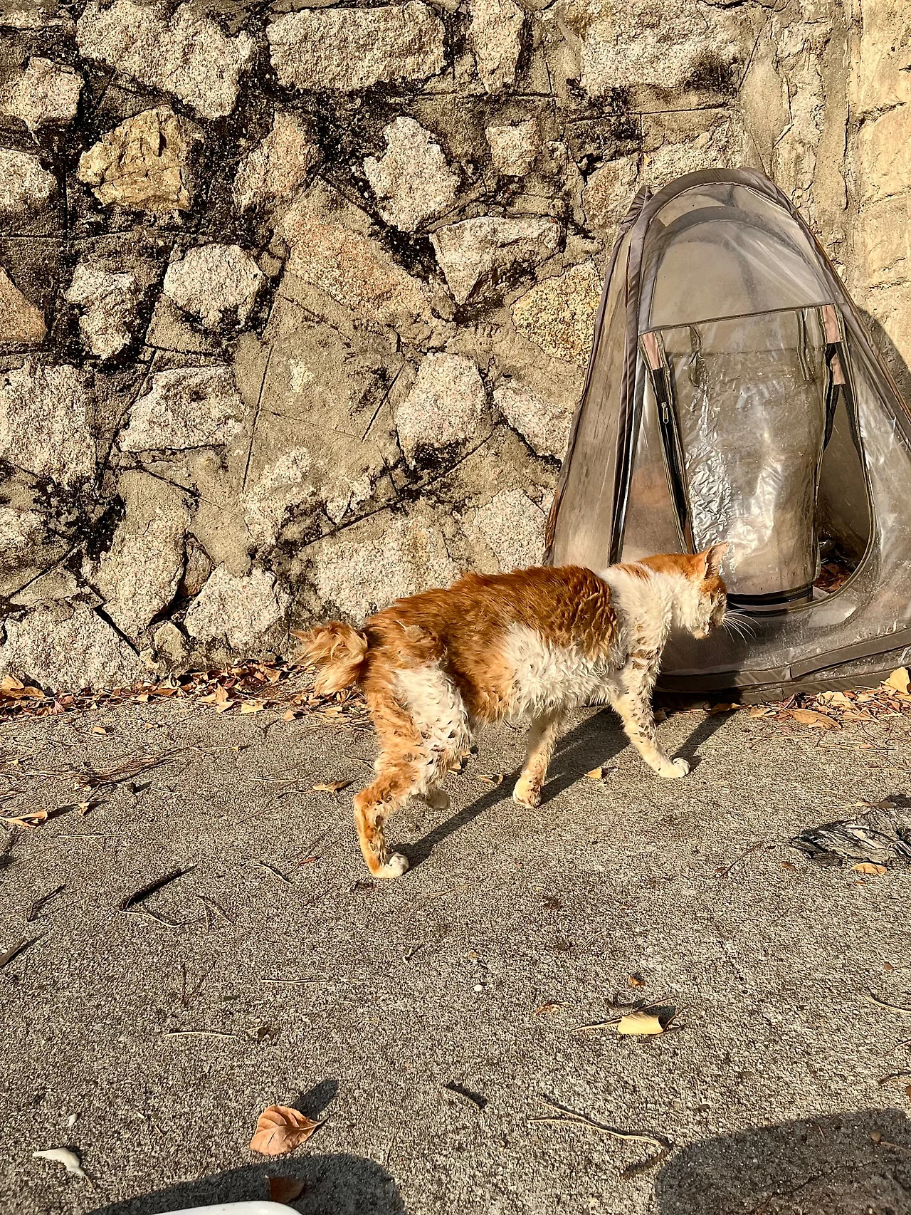 IMG%EF%BC%BF0909.jpg?type=w1600