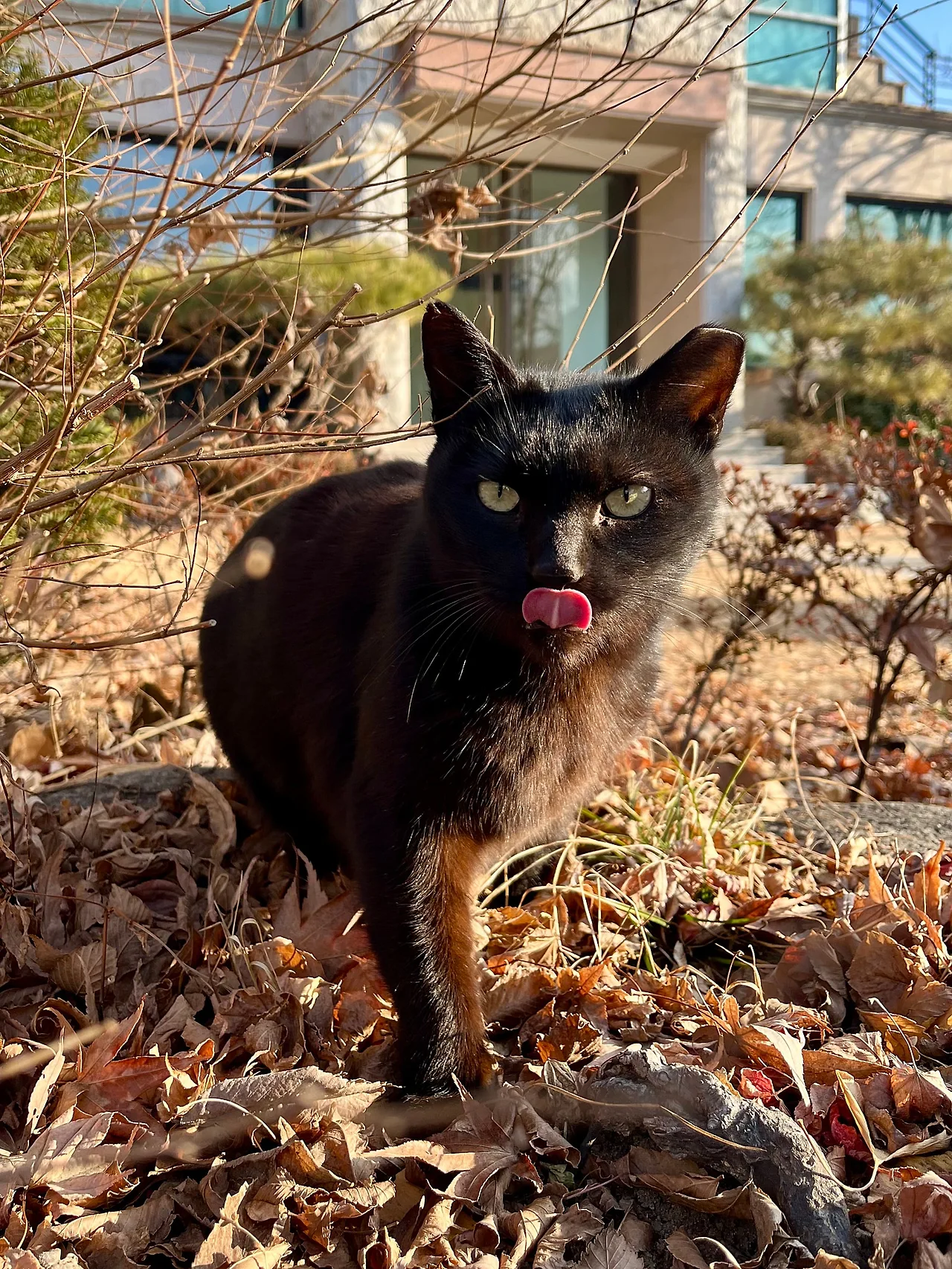 IMG%EF%BC%BF1207.jpg?type=w1600