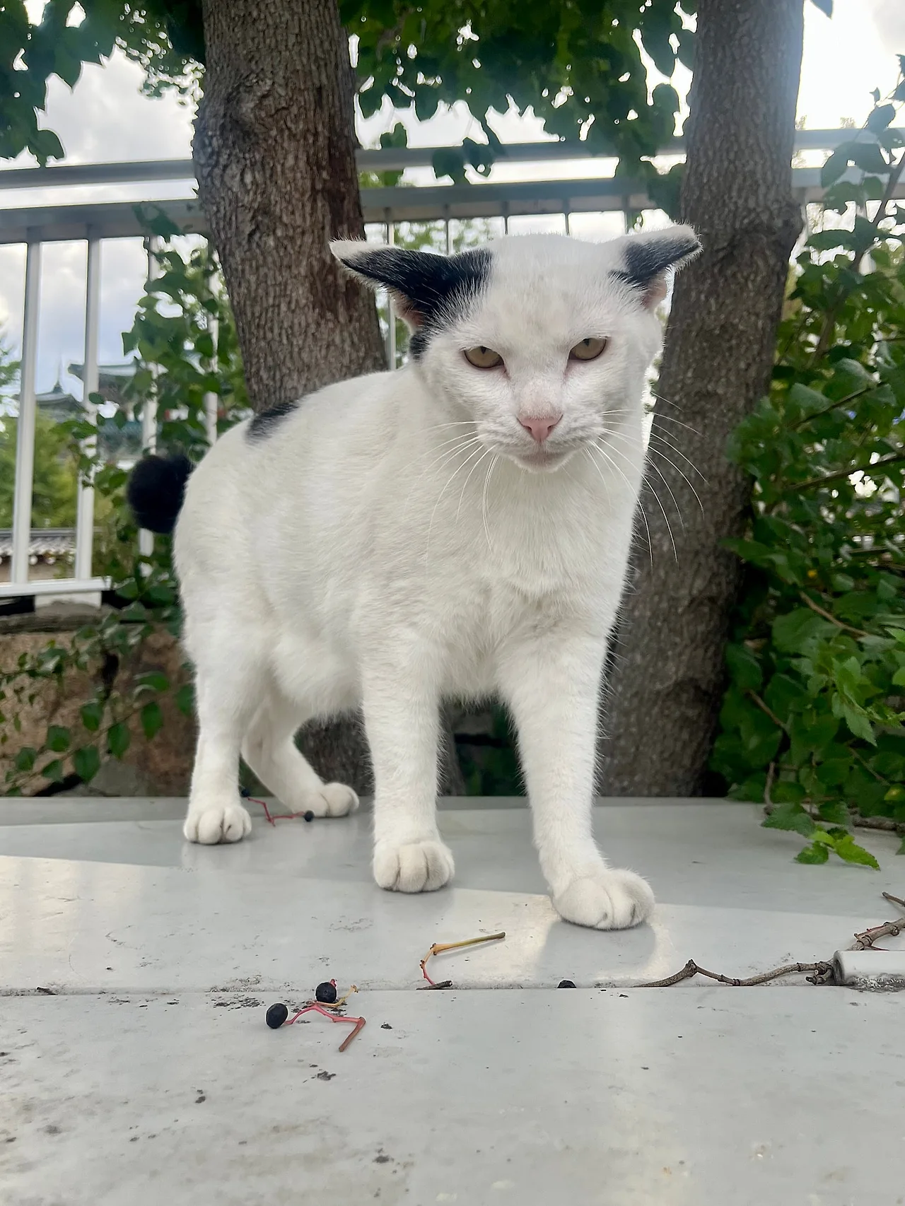 IMG%EF%BC%BF1977.jpg?type=w1600