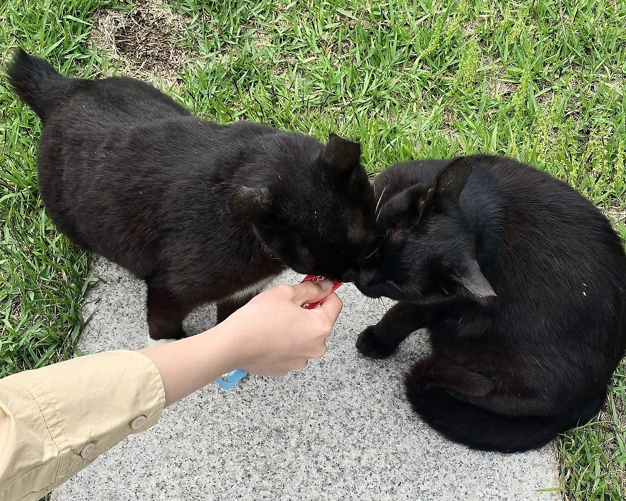 IMG_4811.JPG?type=w1600