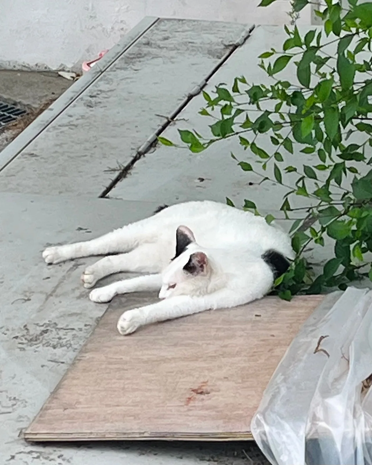 IMG%EF%BC%BF7137.jpg?type=w1600