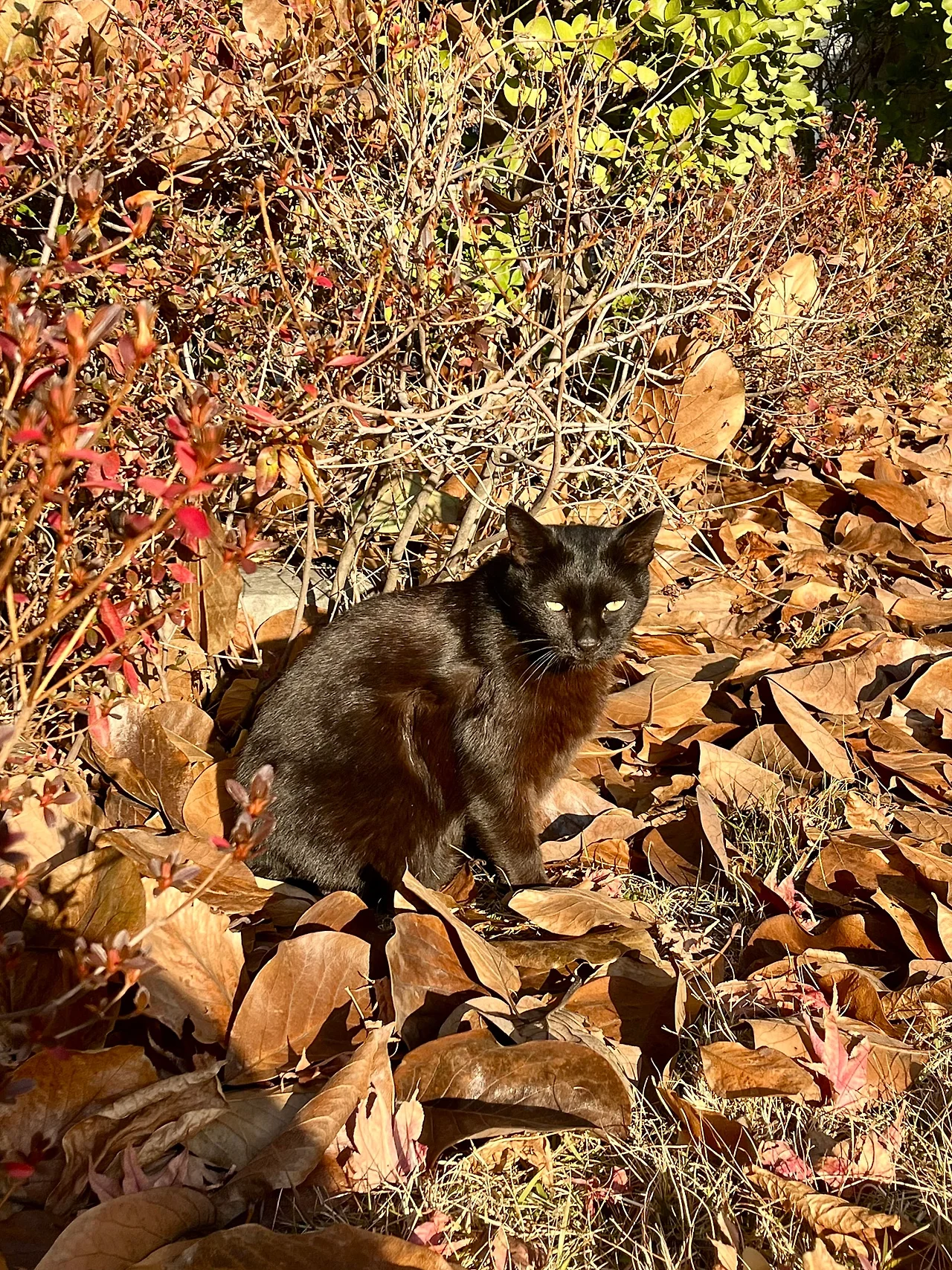 IMG%EF%BC%BF8937.jpg?type=w1600