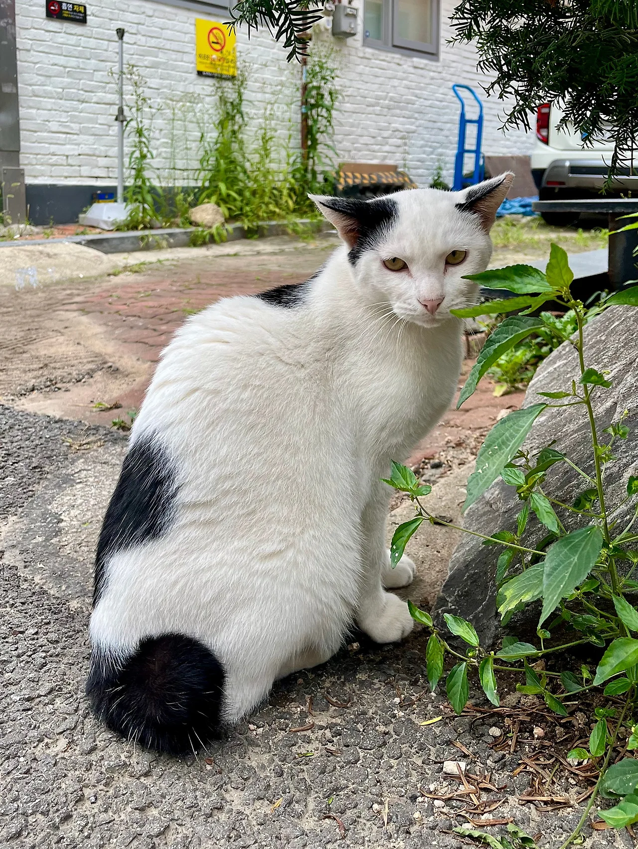 IMG%EF%BC%BF1806.jpg?type=w1600