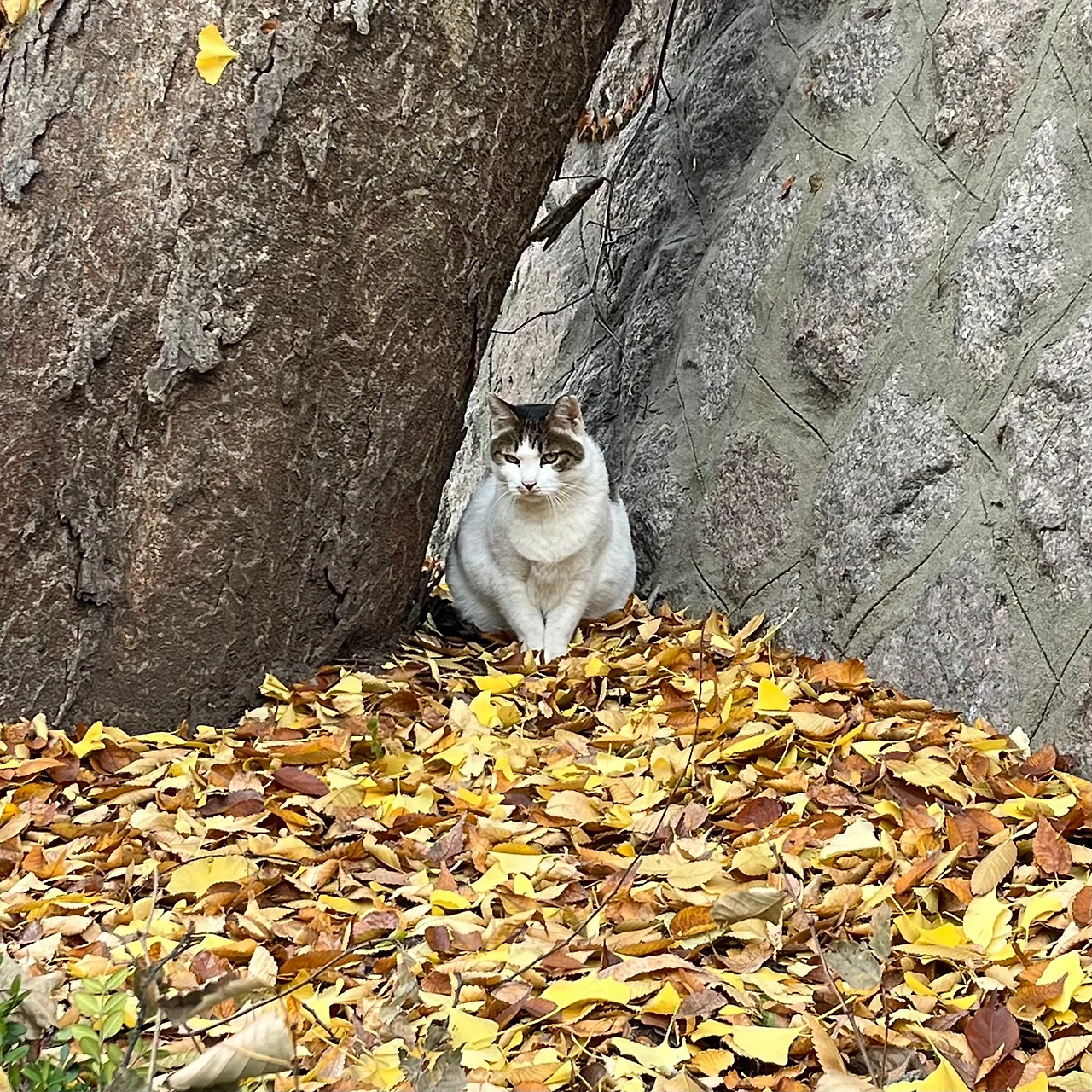 IMG%EF%BC%BF5132.jpg?type=w1600