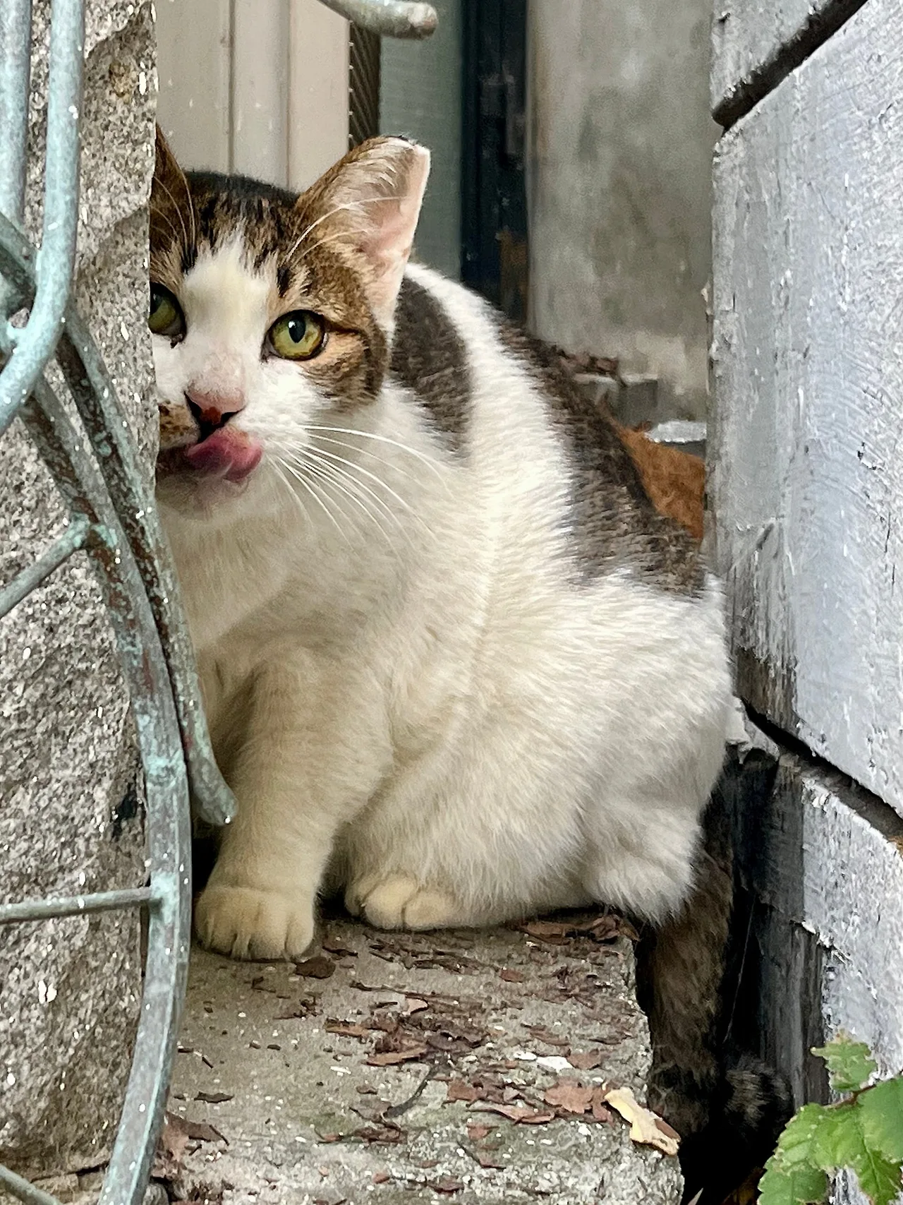 IMG%EF%BC%BF4224.jpg?type=w1600