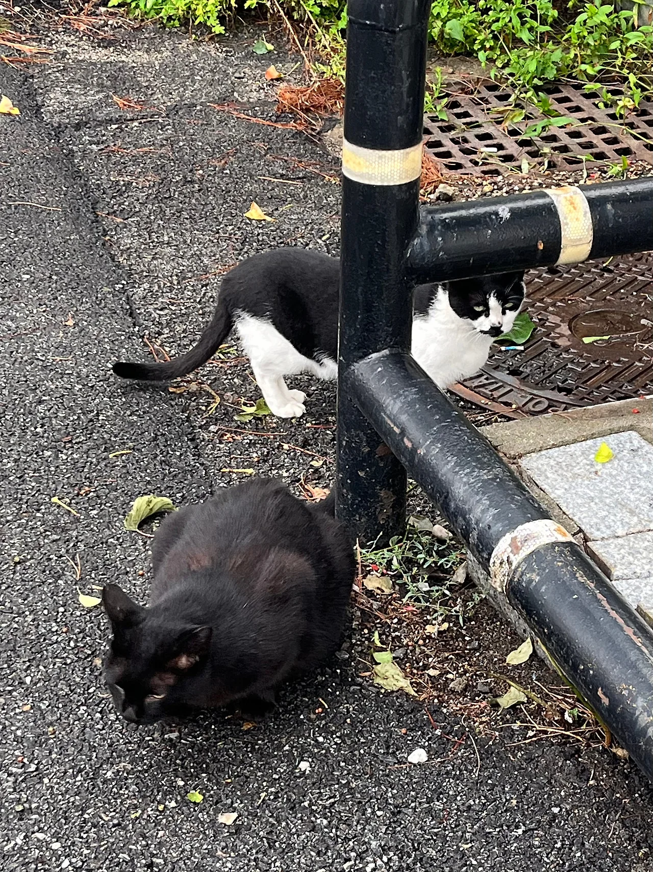 IMG%EF%BC%BF1664.jpg?type=w1600