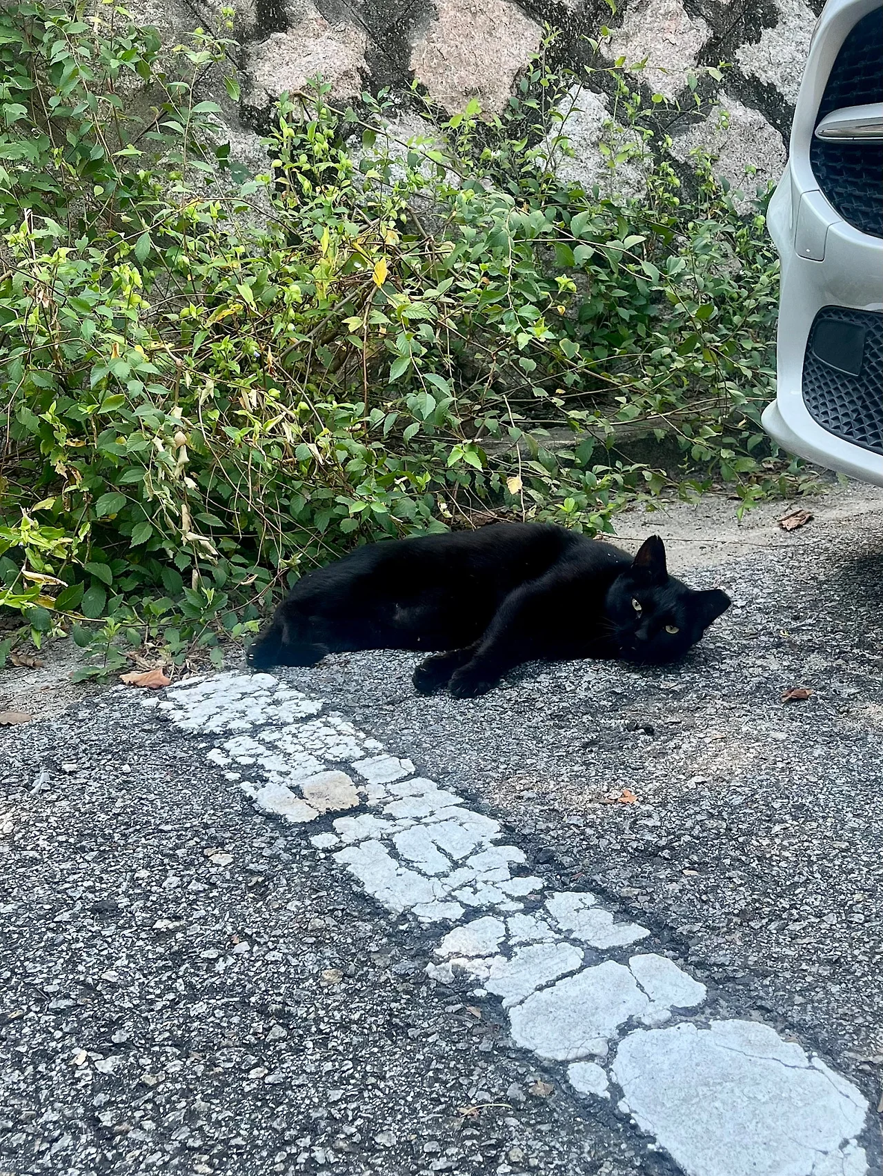 IMG%EF%BC%BF1406.jpg?type=w1600