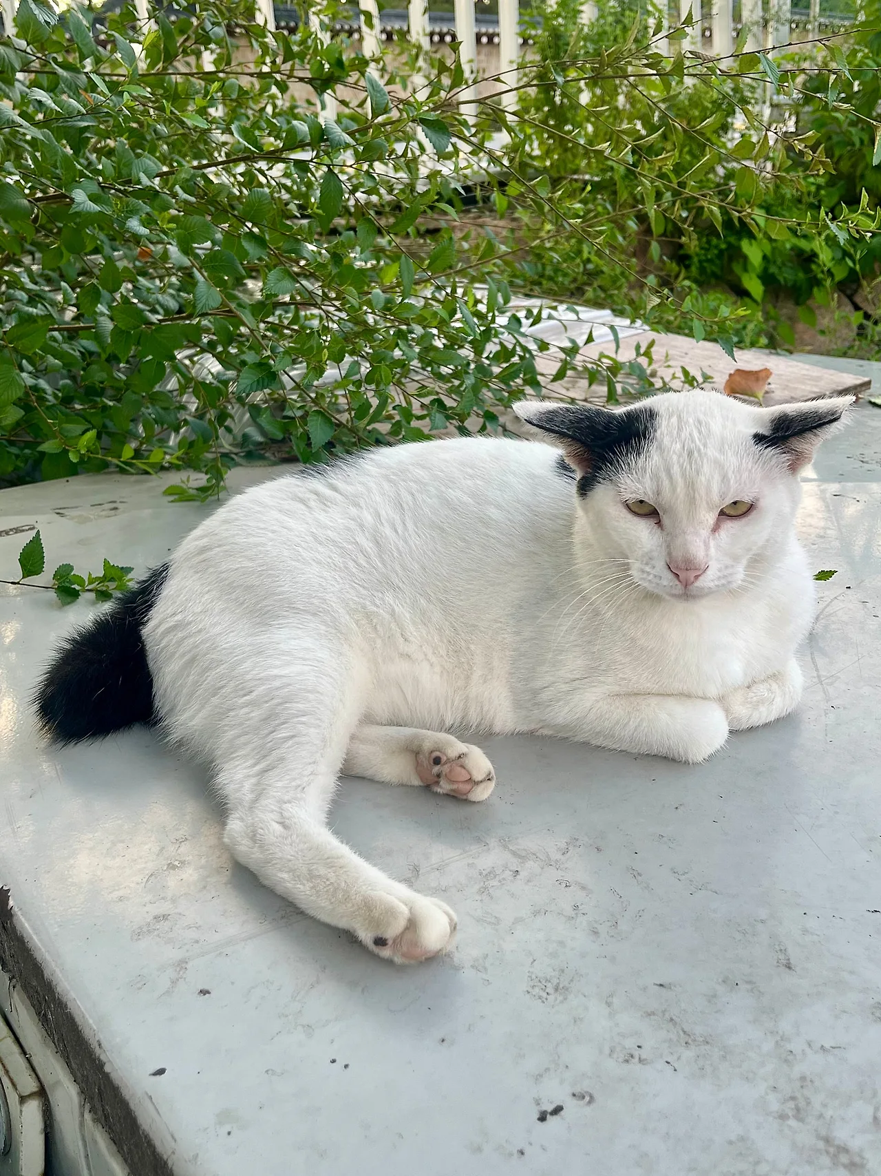 IMG%EF%BC%BF0899.jpg?type=w1600