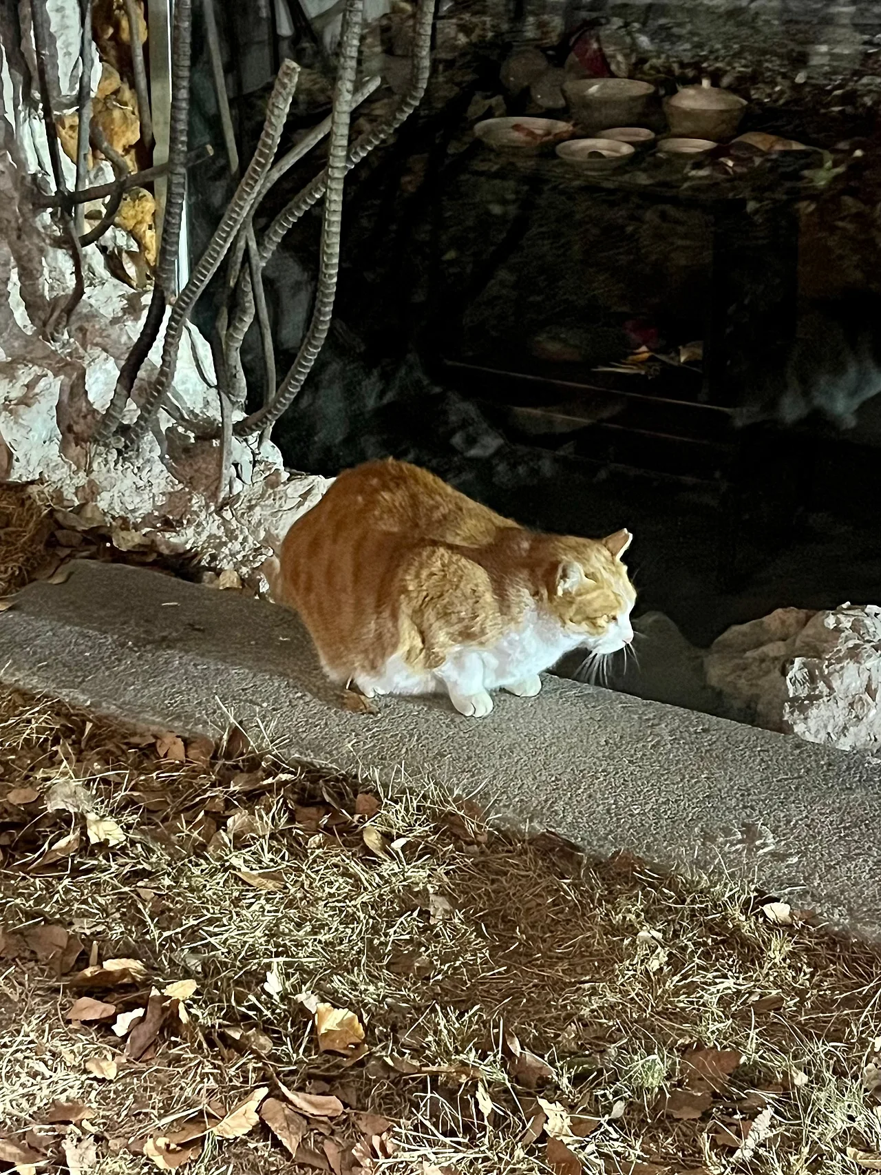 IMG%EF%BC%BF0895.jpg?type=w1600