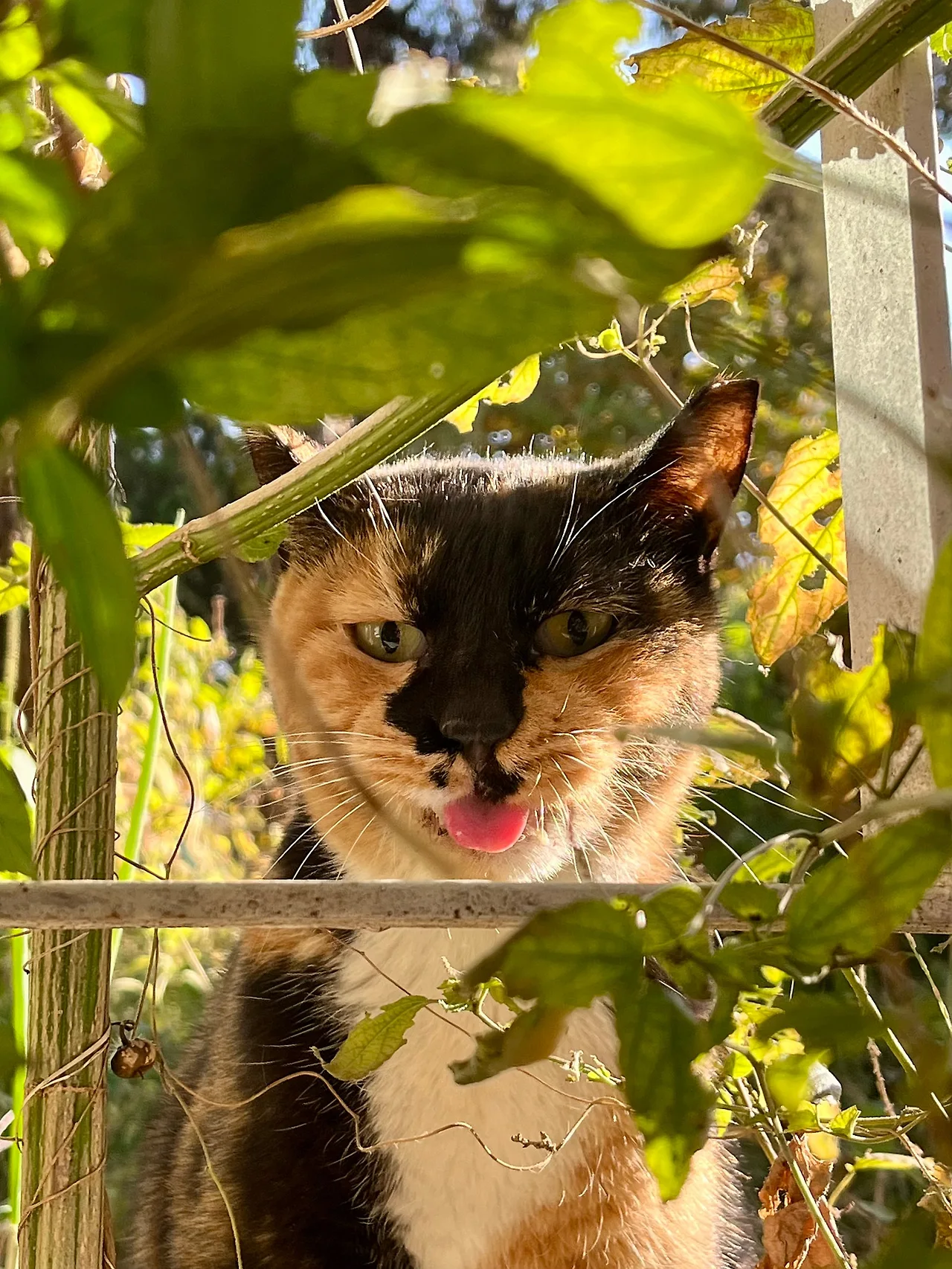 IMG%EF%BC%BF5665.jpg?type=w1600