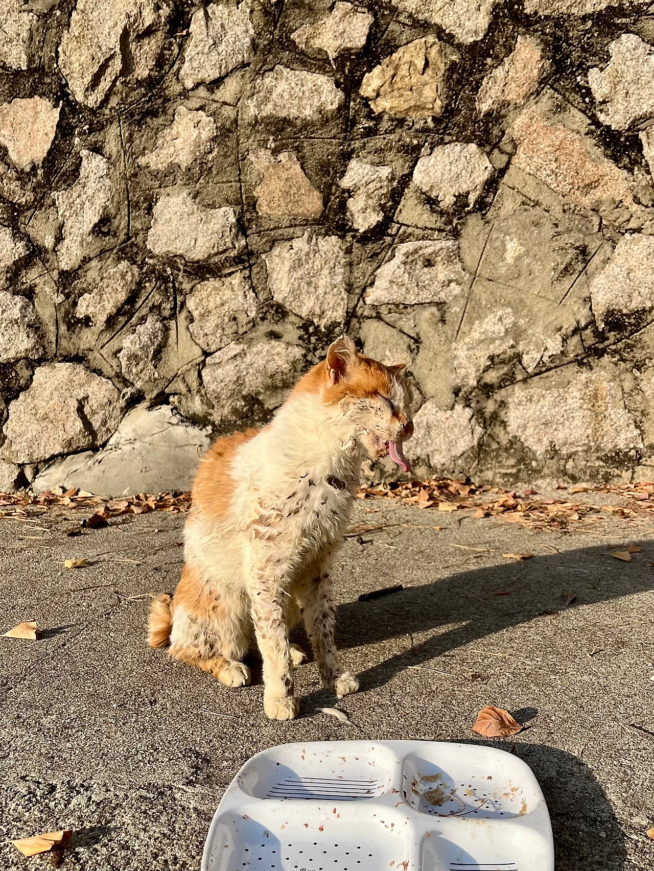 IMG%EF%BC%BF0908.jpg?type=w1600