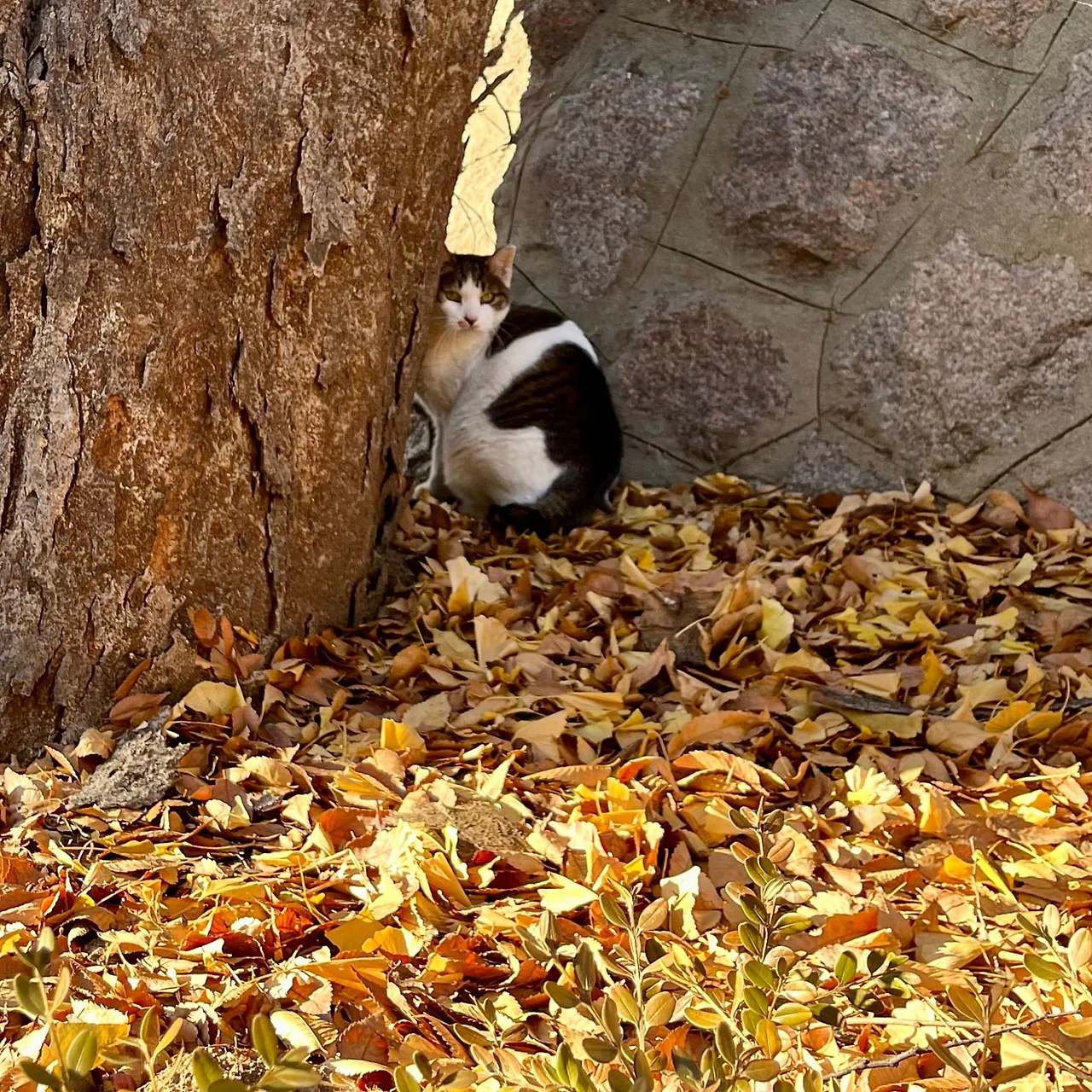 SE-6A5D47CA-25C6-4DEB-86CB-2CFE405F9C3A.jpg?type=w1600