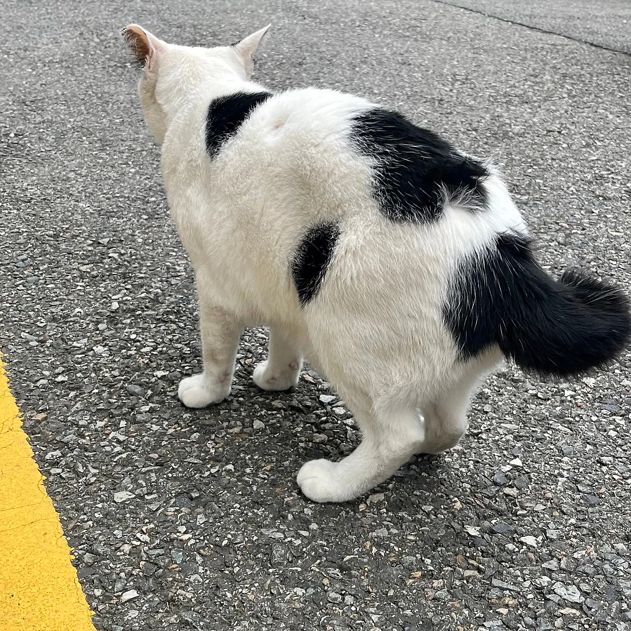 IMG%EF%BC%BF1487.jpg?type=w1600