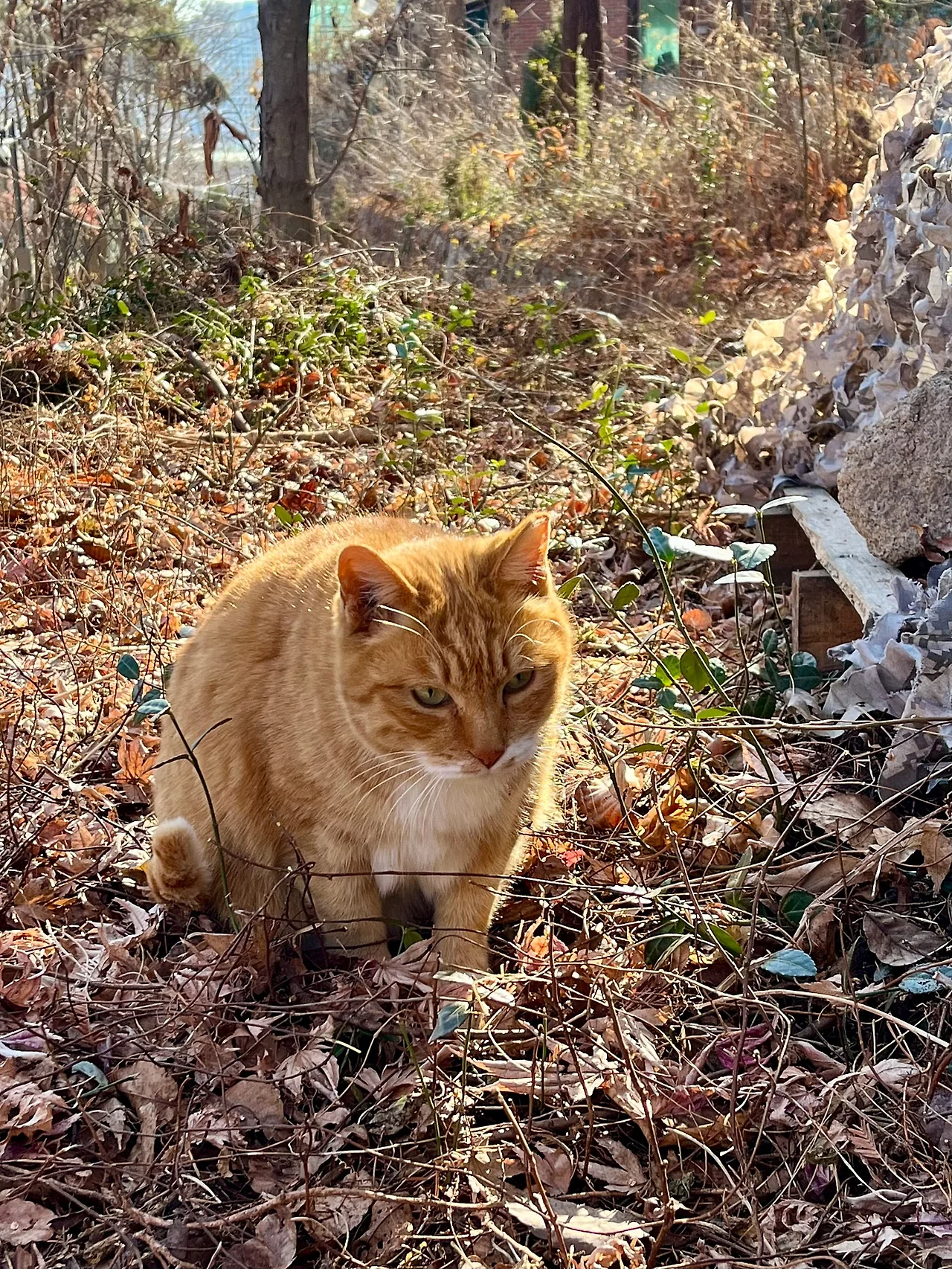 IMG%EF%BC%BF1002.jpg?type=w1600