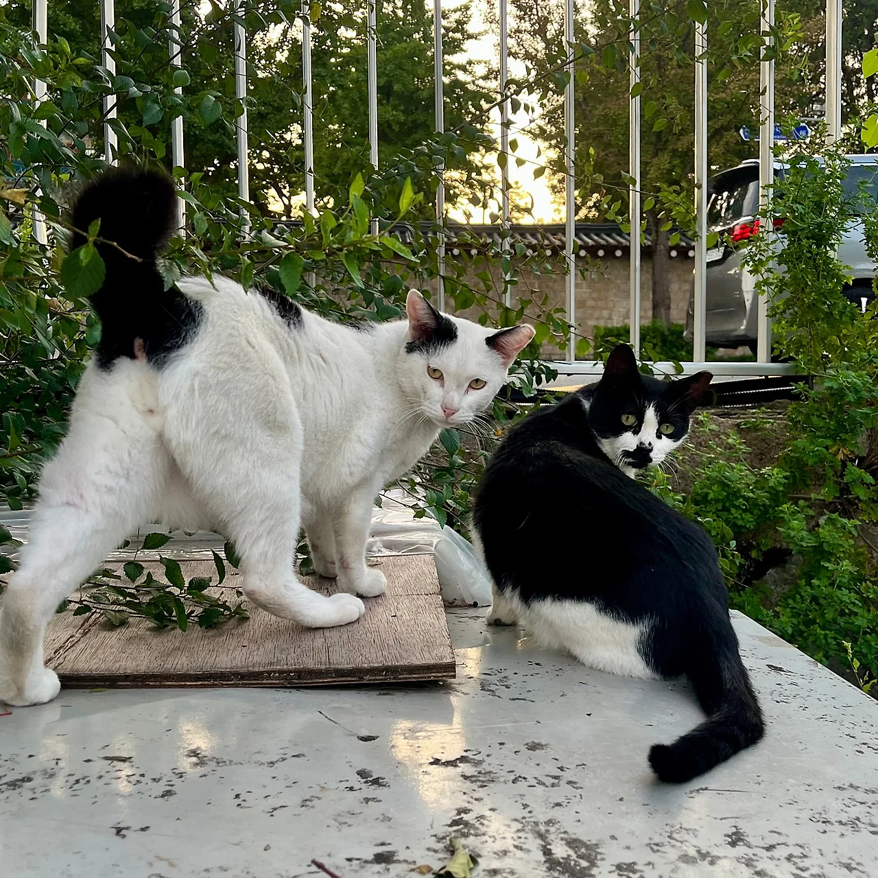 IMG%EF%BC%BF1588.jpg?type=w1600